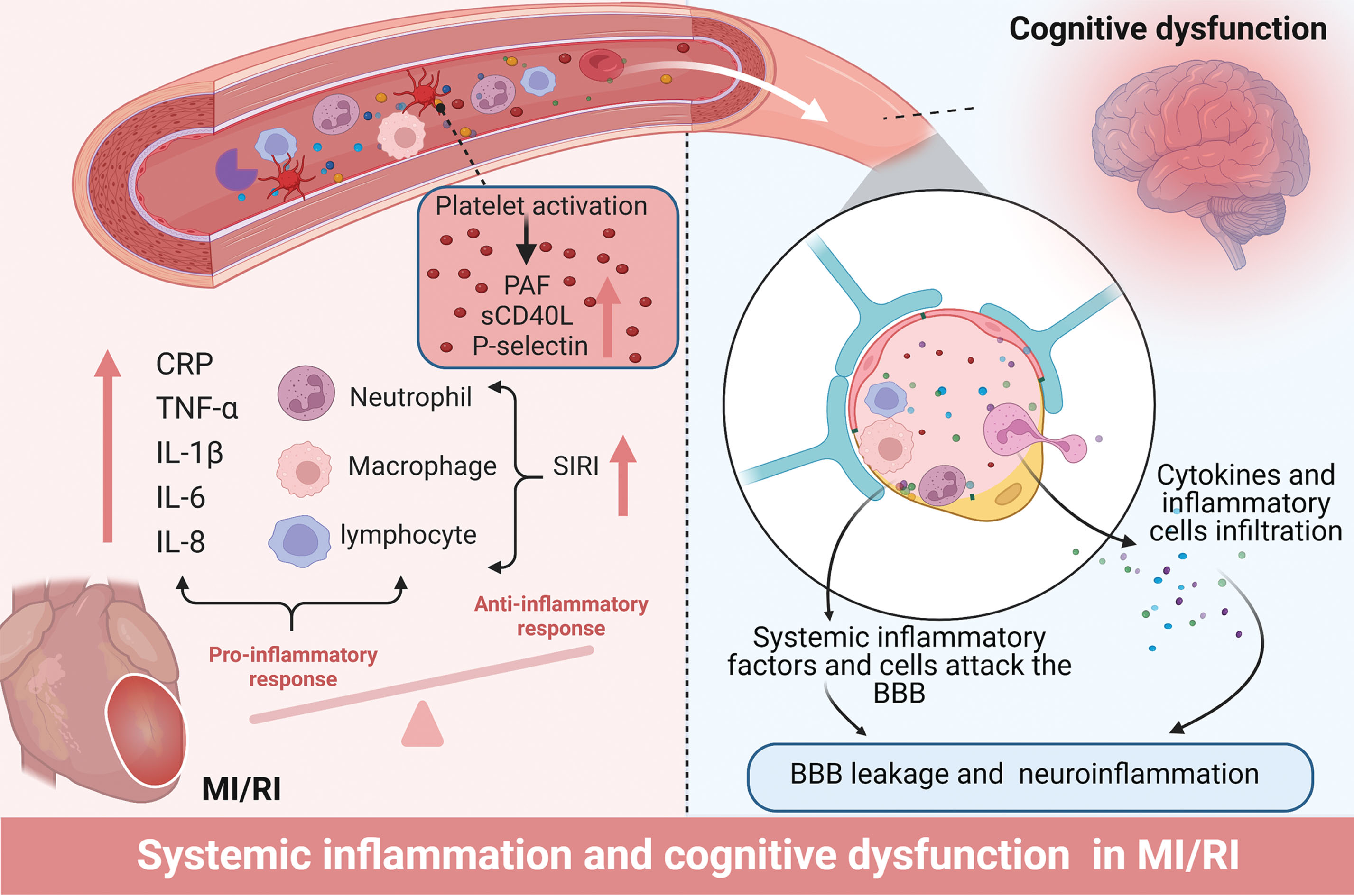 Systemic inflammation after MI/RI promotes neuroinflammation leading to cognitive decline. MI/RI activates systemic inflammation including an increase in inflammatory mediators (IL-1β, IL-6, IL-8, TNF-α, CRP), an increase in inflammatory cells manifested by SIRI, and the activation of platelets and induction of inflammatory substances released by platelets. These systemic inflammatory mediators g attack and enter the CNS via the BBB, leading to BBB leakage and neuroinflammation. BBB, blood-brain barrier; CNS, central nervous system; CRP, C-reactive protein; IL-1β, Interleukin 1 beta; IL-6, Interleukin 6; IL-8, Interleukin 8; SIRI, Systemic inflammation response index; TNF-α, Tumor necrosis factor-alpha.