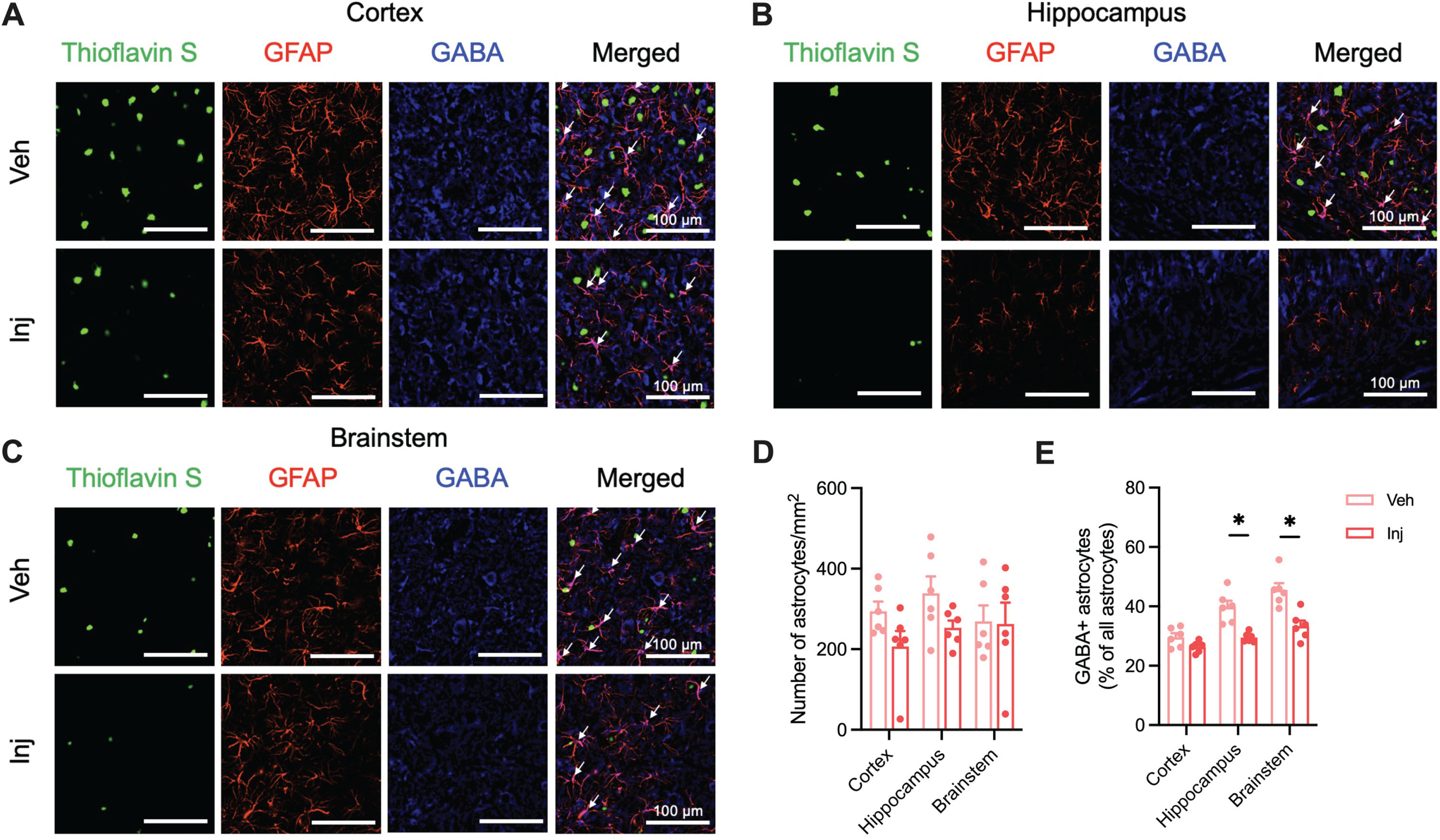 Vitamin D supplementation showed decreased GABA-positive reactive astrocytes in the AD model mice. A) Representative image of cortical Aβ plaques (Thioflavin S; Green), astrocytes (GFAP; Red), and GABA (Blue) in the primary motor cortex (Scale bar, 100μm) of Veh and Inj groups. There is colocalization between GFAP and GABA (white arrows). B) Representative images of Aβ plaques, astrocytes, and GABA in the hippocampus of two groups. There is colocalization between GFAP and GABA (white arrows). C) Representative images of Aβ plaques, astrocytes, and GABA in the nucleus tractus solitarius of two groups. There is colocalization between GFAP and GABA (white arrows). D) The number of astrocytes (GFAP + cells) per unit area in the cortex, hippocampus, and brainstem. E) Colocalization of GABA-positive astrocytes in the cortex, hippocampus, and brainstem. Data are presented as mean±SEM. *p < 0.05 by Student’s t-test or Mann-Whitney test. Aβ, amyloid-β; GFAP, glial fibrillary acidic protein; GABA, gamma-aminobutyric acid; Veh, vehicle-injected 5XFAD mice (n = 6); Inj, vitamin D-injected 5XFAD mice (n = 6).