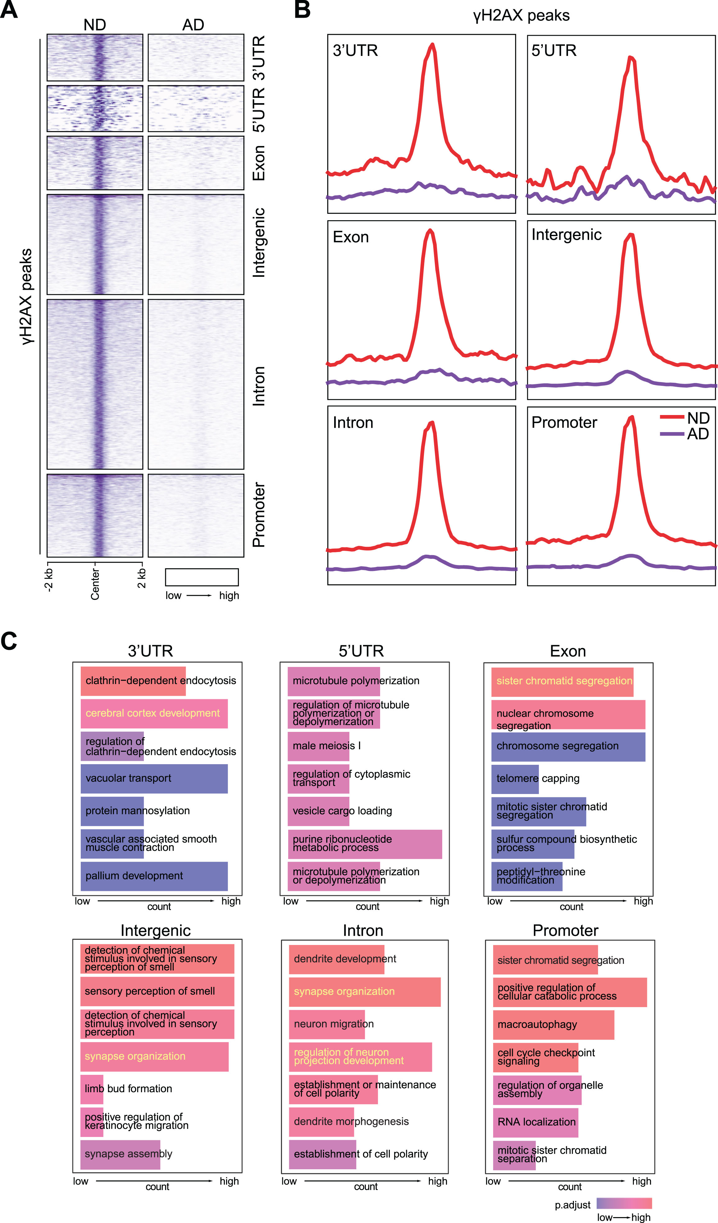 Loss of CUT&RUN γH2AX peaks in AD brain. A) Heatmaps showing distribution of γH2AX peaks at 3’UTR, 5’UTR, exon, intergenic region, intron, and promoter. B) Distribution of γH2AX peaks in a±2 kb window at 3’UTR, 5’UTR, exon, intergenic region, intron, and promoter. C) GO analysis for PAR peaks at 3’UTR, 5’UTR, exon, intergenic region, intron, and promoter.