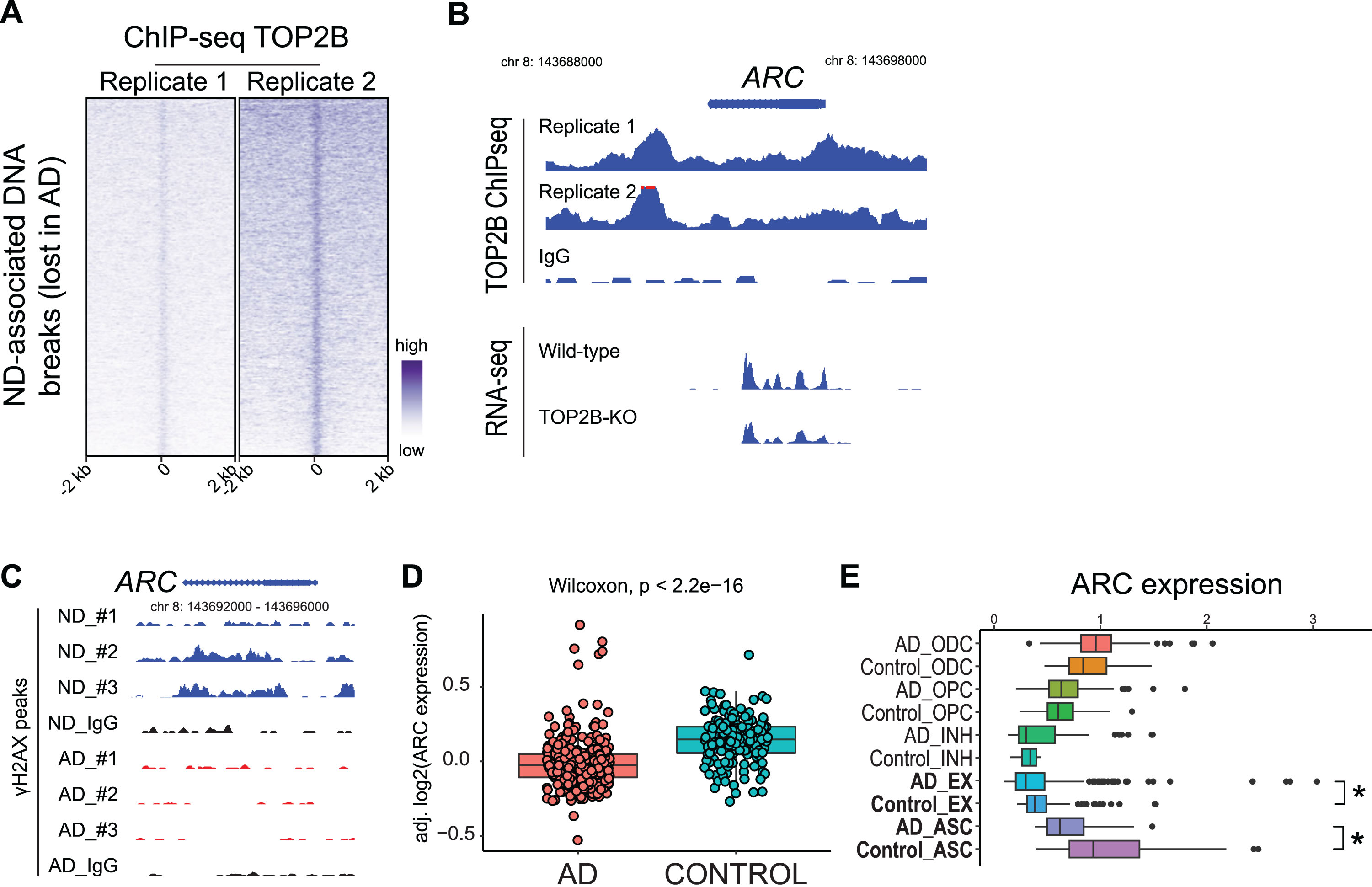 Functioning ND DNA breaks (lost in AD) are TOP2B target genes. A) Heatmap of TOP2B ChIP-seq. B) Genome track for the ARC gene in TOP2B ChIP-seq and RNA-seq in WT and TOP2B-deficient SH-SY5Y cells. C) Genome track for the ARC gene in ND and AD samples in γH2AX CUT&RUN. D) ARC expression is decreased in AD in a published RNA-seq dataset. E) scRNA-seq: ARC expression is downregulated in AD EX neurons. *p < 0.05.