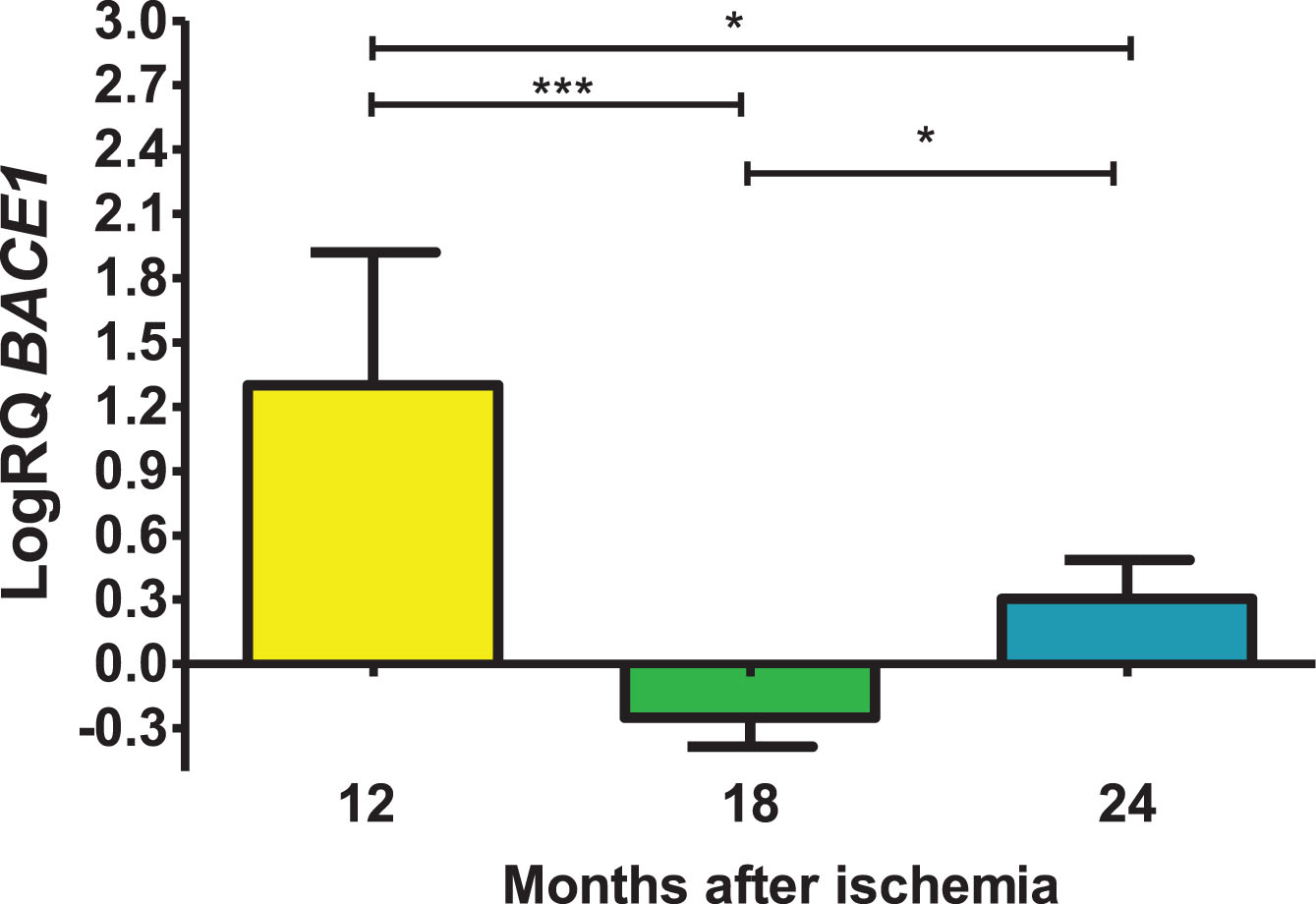 The mean gene levels of BACE1 expression in the hippocampus CA3 region 12 (n = 10), 18 (n = 9), and 24 (n = 10) months following brain ischemia. Marked SD, standard deviation. Kruskal-Wallis test. *p≤0.05, ***p≤0.00001.