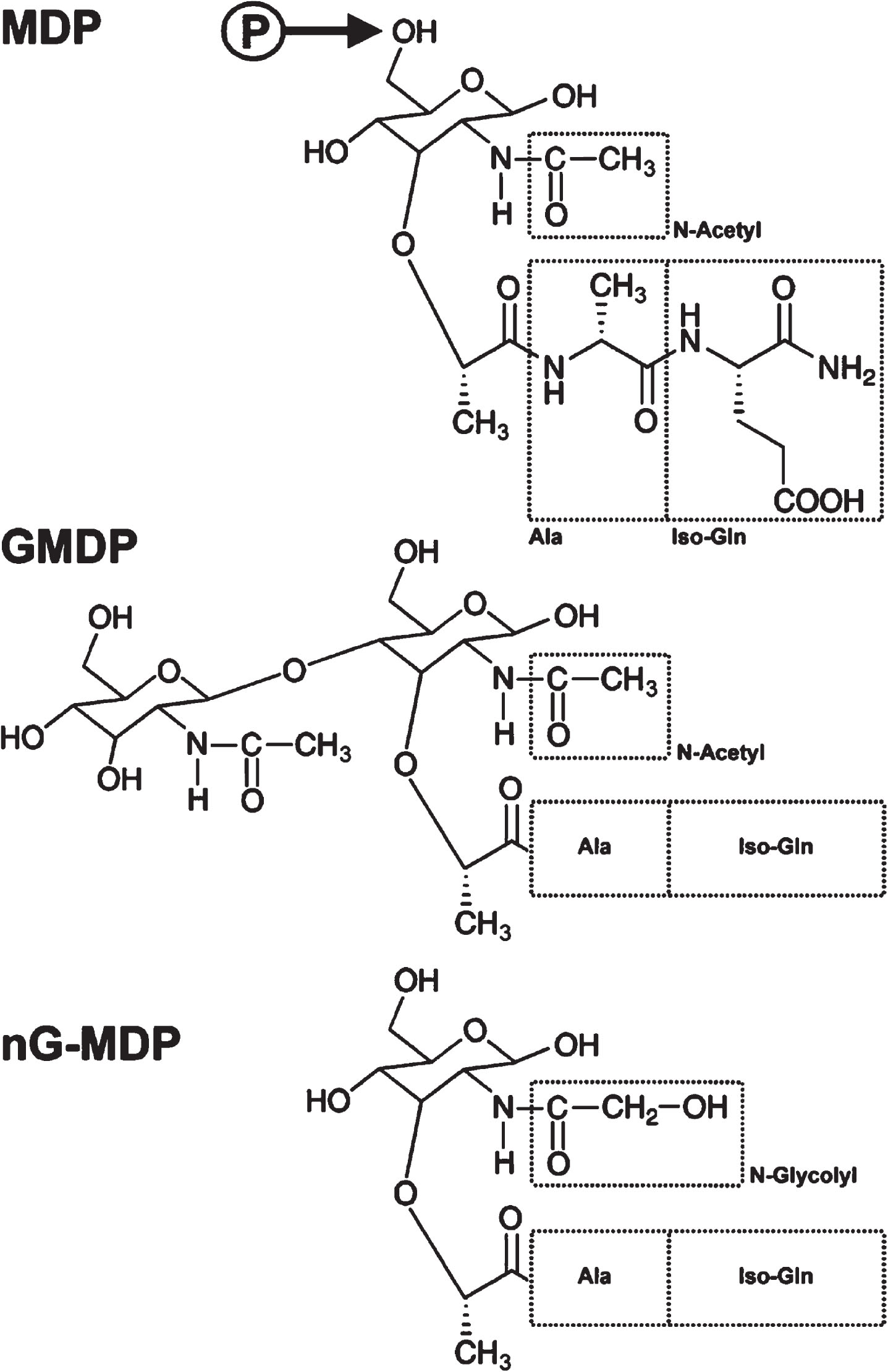 Structures of MDP (N-acetylmuramyl-L-alanyl-D-isoglutamine), GMDP (N-acetylglucosaminyl-MDP, and nG-MDP (N-glycolyl-MDP) based on muramic acid (carboxyethyl-D-glucosamine). Figure modified from [113]. The site in MDP for phosphorylation (P) by NAGK [125] is indicated by an arrow.