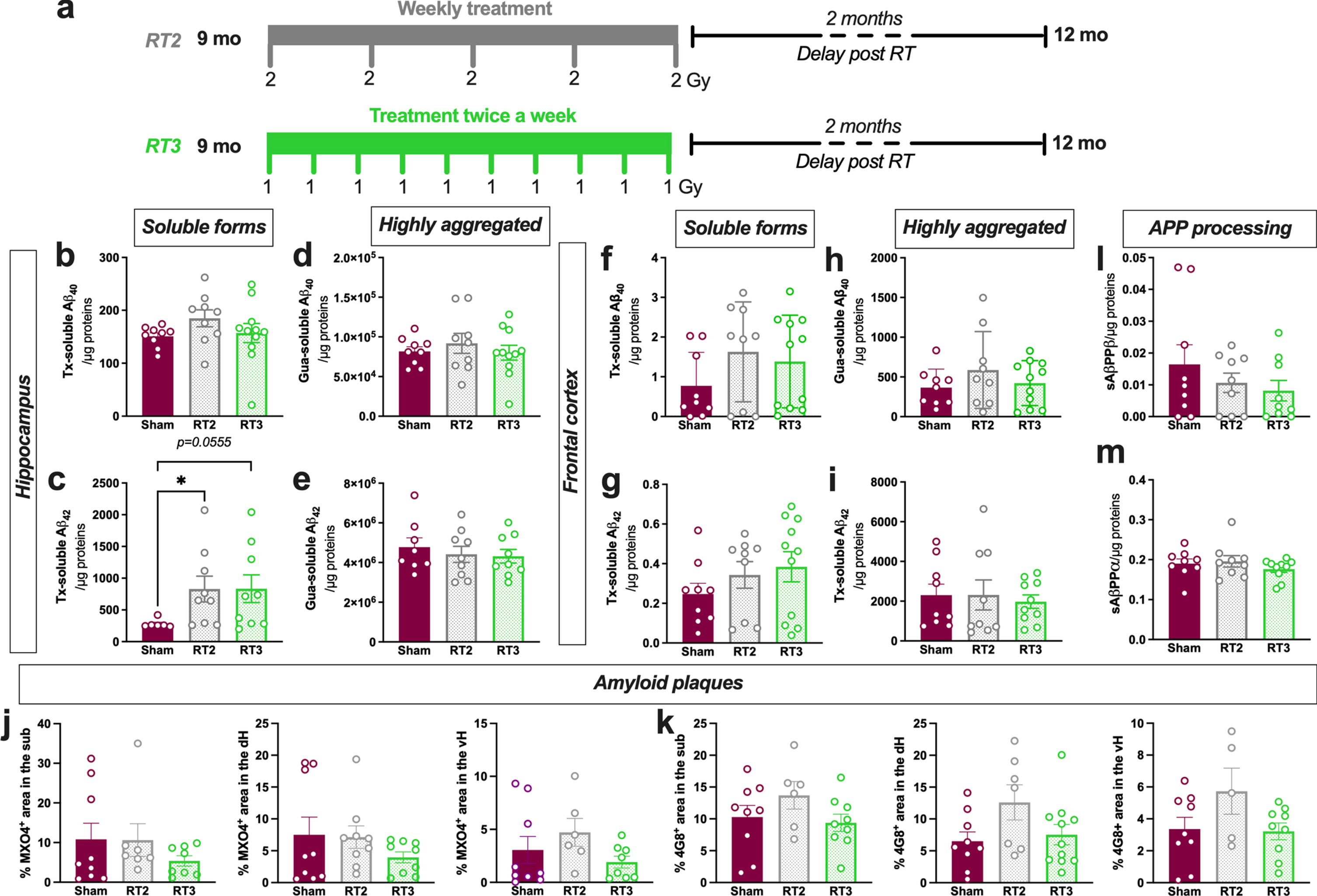 Altered fractionations of radiation do not improve anti-amyloid effects in females. a) Female TgF344-AD rats were bilaterally treated by X-ray radiation (2 Gy×5 fractions delivered once-a-week; RT2 or 1 Gy×10 fractions delivered twice a week; RT3) at 9-month-old and analyzed 2 months later. Concentration of Aβ40 (b) and Aβ42 (c) measured in the triton (Tx) soluble fraction of the hippocampus by ELISA. Concentration of Aβ40 (d) and Aβ42 (e) measured in Gua-soluble fraction of the hippocampus by ELISA. (f–i) Concentration of different Aβ peptides in the frontal cortex by ELISA. Amyloid plaque density in the hippocampus stained using Methoxy-XO4 (MXO4+; j) or 4G8 antibody (k). Concentration of sAβPPβ (l) and sAβPPα (m) in the Tx-soluble fraction of the frontal cortex measured by ELISA. One-way ANOVA or Kruskal-Wallis and Dunn’s comparisons test. *p < 0.05.