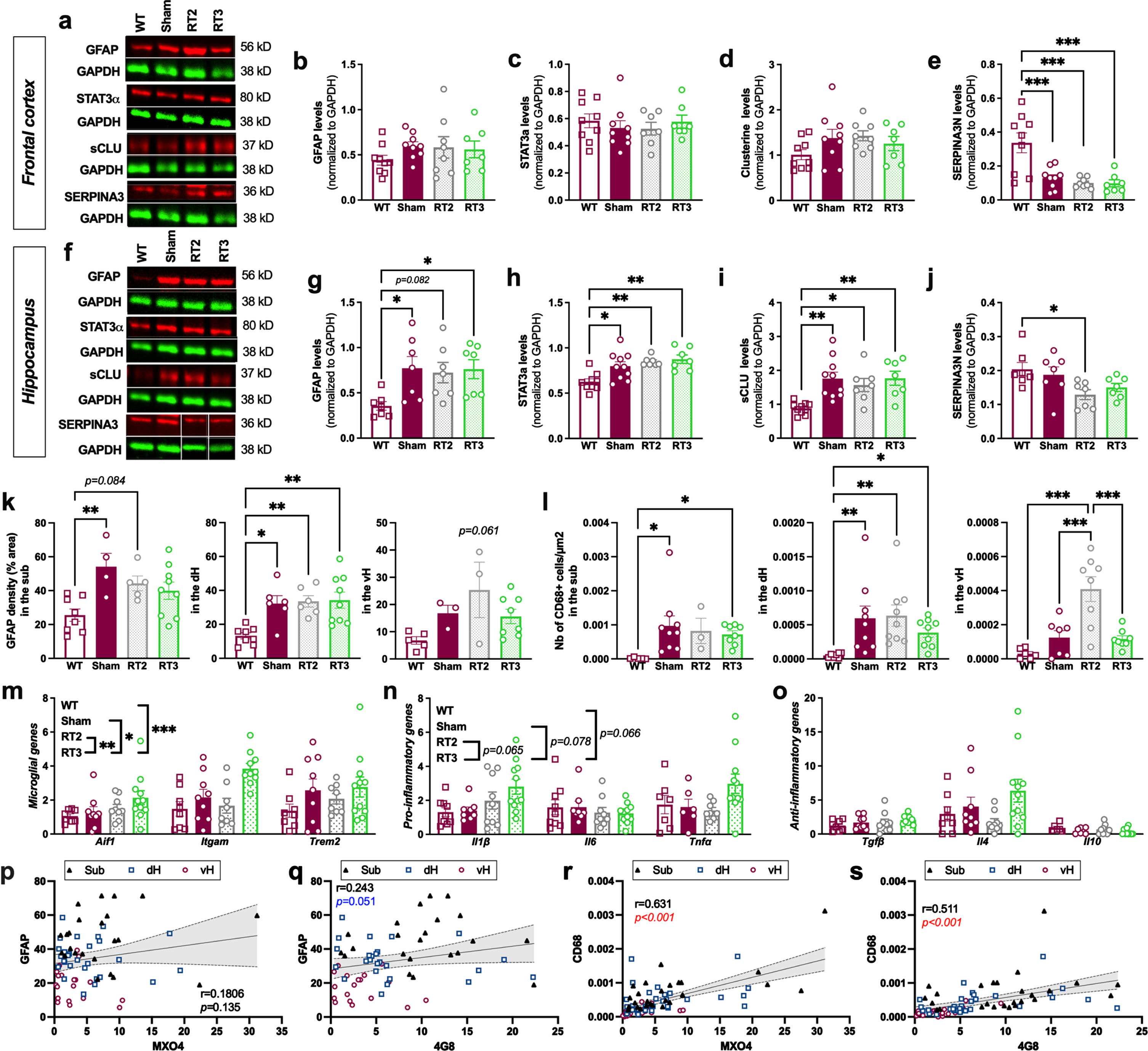 Altered fractionations of radiation do not reduce inflammation markers in females. (a) Representative western blot images in the frontal cortex. Quantification of GFAP (b), STAT3α (c), secreted CLUSTERIN (sCLU) (d), and SERPINA3N (e) levels by western blot in the frontal cortex. (f) Representative western blot images in the hippocampus. Quantification of GFAP (g), STAT3α (h), sCLU (i), and SERPINA3N (j) levels by western blot in the hippocampus. Data are normalized to GAPDH levels. One-way ANOVA and Tukey’s multiple comparisons test. (k) Quantification of the GFAP density (% positively stained area) in the subiculum (sub), dorsal hippocampus (dH) and ventral hippocampus (vH) in the different groups. (l) Quantification of the number of CD68+ cells/μm2 in the hippocampal subregions. One-way ANOVA and Tukey’s multiple comparison test or Kruskal-Wallis and Dunn’s multiple comparisons test. (m–o) mRNA levels quantified by qPCR in the cortex of animals. Two-way ANOVA (group and gene as between factors) and Tukey’s multiple comparison test. Correlation of GFAP density and % of MXO4+ plaques (p) or % of 4G8+ plaques (q) in the entire hippocampus. Correlation of the number of CD68+ cells/μm2 and the % of MXO4+ plaques (r) or the % of 4G8+ plaques (s) in the entire hippocampus. Different symbols represent the subregions (Sub = magenta; dH = blue; vH = black). The Pearson coefficient (r) and the p value are indicated for the entire hippocampus. *p < 0.05, **p < 0.01, ***p < 0.001.