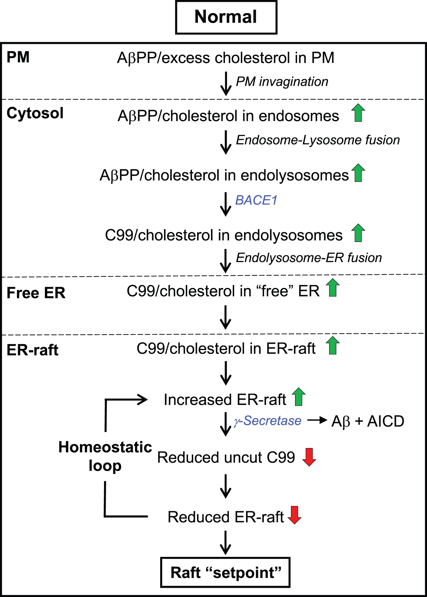 The C99-cholesterol axis in the normal situation. Role of cholesterol: Excess plasma membrane (PM) cholesterol derived from extracellular lipoproteins induces the invagination of the PM and the formation of cholesterol-rich endosomes, which pinch off from the PM, enter the cell, and eventually fuse with lysosomes. The resulting endolysosomes fuse with the ER and release cholesterol to ER membranes, forming an intracellular lipid raft. Cholesterol-regulatory proteins detoxify the cell of excess cholesterol and return cholesterol to normal levels in a homeostatic loop. Role of C99: At the same time, the excess PM cholesterol binds to AβPP (via the CBD) that is also internalized in endolysosomes, where it is cleaved by BACE1 at low pH, forming C99. C99 is then delivered to the ER raft where it is cleaved by γ-secretase in an amount sufficient to reduce the initial raft C99 content to a “setpoint” level. Once C99 is cleaved (releasing Aβ containing the CBD), clustering of cholesterol in lipid rafts is reduced dramatically. Note that the ability of C99 to bind cholesterol (via the CBD) allows for a homeostatic loop to be set up in which the equilibrium between the amount of cut versus uncut C99, and the corresponding amount of cholesterol bound to uncut C99, determines the raft setpoint. Green/red arrows, increased/decreased levels. See text for details.