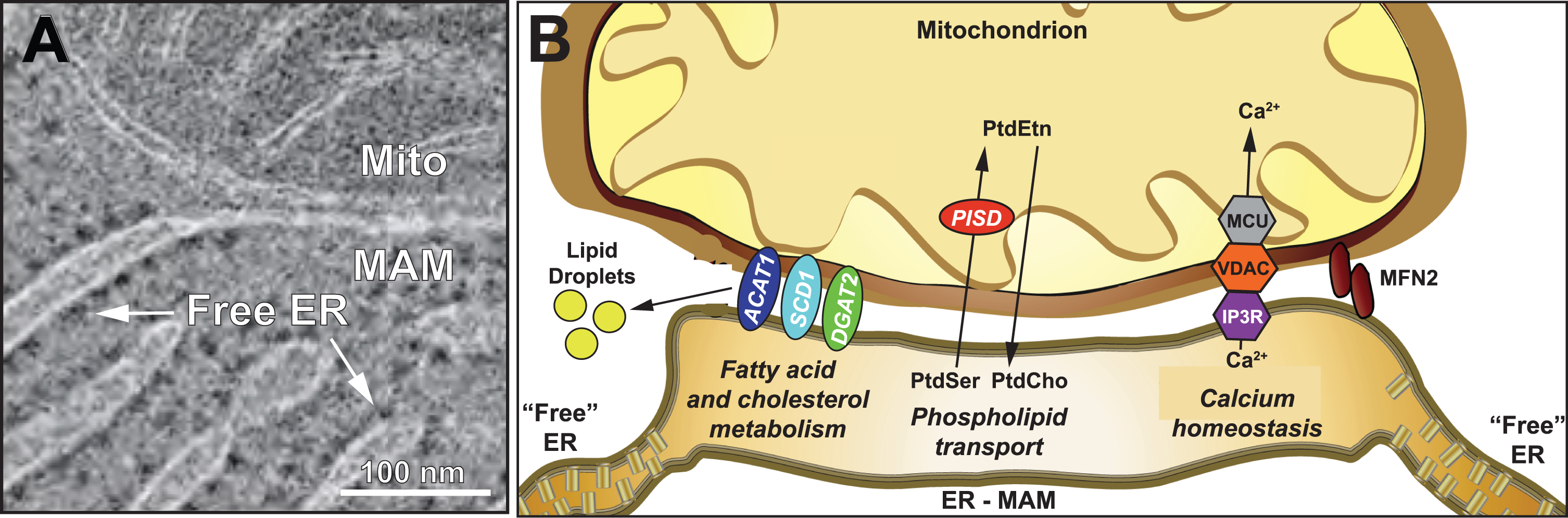 Schematic representation of the MAM subdomain of the ER. A) EM of rat hepatocytes showing MAM compared to “free” ER (adapted from [185], with permission). B) Key MAM functions. ACAT1, acyl-CoA cholesterol acyltransferase-1; DGAT2, diacyglycerol-O-acyltransferase-2; IP3R, inositol triphosphate receptor; MFN2, mitofusin-2; MCU, mitochondrial calcium uniporter; PISD, phosphatidylserine decarboxylase; SCD1, stearoyl-CoA desaturase-1; VDAC, voltage-dependent anion channel. See text for details.