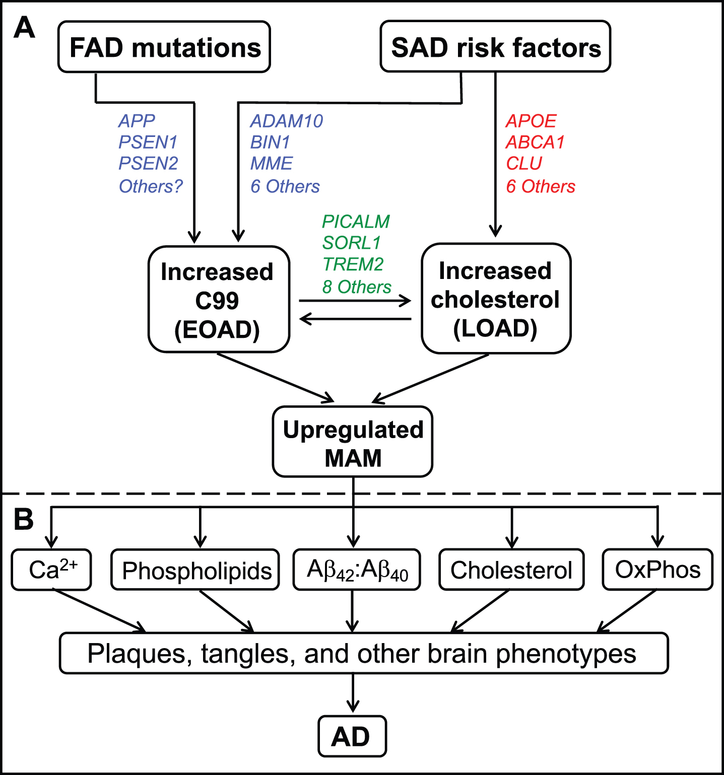 A model of AD pathogenesis. A) Inherited mutations in FAD (affecting C99 [in blue]), or genetic risk factors in SAD (affecting either C99 [in blue] or intracellular cholesterol levels [in red], or both [in green]; colors as in Table 1), converge to increase ER-mitochondrial communication at the MAM. B) These perturbations eventually give rise to the features of AD, as shown. See text for further details.