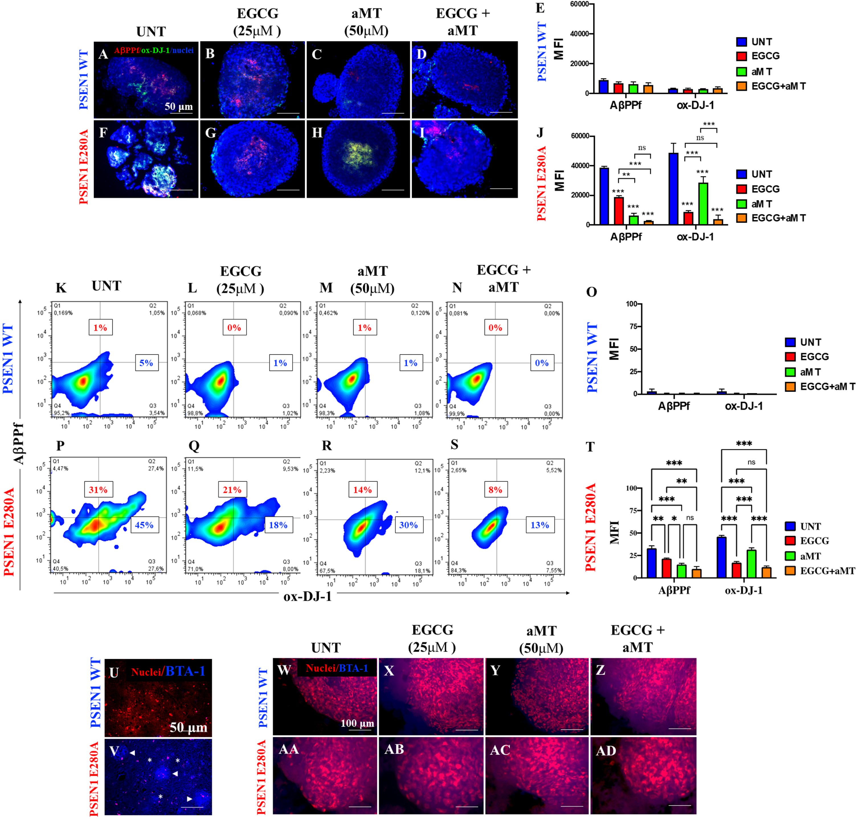 Combined treatment with EGCG and aMT reduce iAβPPf and OS in PSEN1 E280A CSs. The WT PSEN1 and PSEN1 E280A CSs were left without (UNT; A, F) or treated with 25μM EGCG (B, G) and 50μM aMT (C, H) alone or in combination (D, I) for 11 days. CSs were double-stained as indicated in the figure with antibodies against sAβPPf (red) and Ox-DJ-1 (green), and nuclei were stained with Hoechst (blue). E) Mean fluorescence intensity (MFI) quantification of images obtained by immunofluorescence analysis of PSEN1 WT CSs. J) MFI quantification of images obtained by immunofluorescence analysis of PSEN1 E280A CSs. K-N, P-S) Representative 2D density plot showing iAβPPf (y-axis) and ox-DJ-1 (x-axis) flow cytometry double analysis performed on untreated WT (K) and mutant CSs (P), or treated with EGCG only (L, Q), aMT only (M, R), and EGCG/ aMT (N, S). O, T) represent the quantitative analysis of the data from quadrant Q1 + Q2 for iAβPPf and Q2 + Q4 for ox-DJ-1. U-V) represent BTA-1 negative staining of a temporal cortex sample from a healthy individual (case #3648) and BTA-1 positive staining of a temporal cortex sample from a PSEN1 E280A individual (case #3396). Arrowheads show Aβ plaques, and asterisks show Aβ fibrils. W-AD) The WT PSEN1 and PSEN1 E280A CSs were left without (UNT; W, AA) or treated with EGCG (X, AB) and aMT (Y, AC) alone or in combination (Z, AD) for 11 days. Then, CSs were double stained with BTA-1 and propidium iodide as indicated in the figure. BTA-1 negative staining was observed in untreated or treated CSs. Except for Fig. 5U and 5V, 2D histograms and images represent one out of three independent experiments. Statistical significance was determined by one-way ANOVA with a Tukey post hoc test; ***p < 0.001. Image magnification 10x.