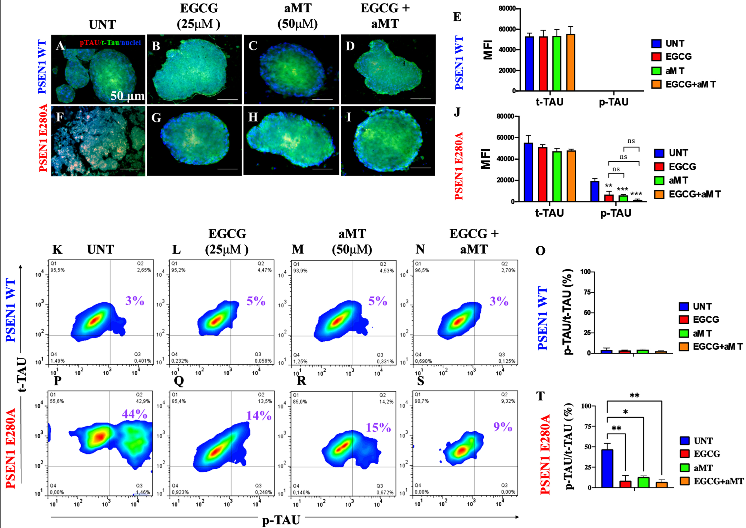 Combined treatment with EGCG and aMT completely blocked the phosphorylation of protein tau. WT PSEN1 and PSEN1 E280A CSs were left without (UNT; A, B) or treated with 25μM EGCG (C, D) and 50μM aMT (E, F) alone or in combination (G, H) for 11 days. CSs were double-stained as indicated in the figure with antibodies against phosphorylated (Ser202/Thr205) Tau (p-Tau; red), total Tau (t-Tau; green), and nuclei were stained with Hoechst (blue). I) Mean fluorescence intensity (MFI) quantification of images obtained by immunofluorescence analysis of PSEN1 WT CSs. J) MFI quantification of images obtained by immunofluorescence analysis of PSEN1 E280A CSs. K-N, P-S) Representative 2D density plot showing t-tau (y-axis) and p-tau (x-axis) flow cytometry double analysis performed on untreated WT (K) and mutant CSs (P), or treated with EGCG only (L, Q), aMT only (M, R), or EGCG/ aMT (N, S). O, T) represent the quantitative analysis of the data from quadrant Q2. The 2D histograms and images represent one out of three independent experiments. Statistical significance was determined by one-way ANOVA with a Tukey post hoc test; **p < 0.01; ***p < 0.001. Image magnification 10x.