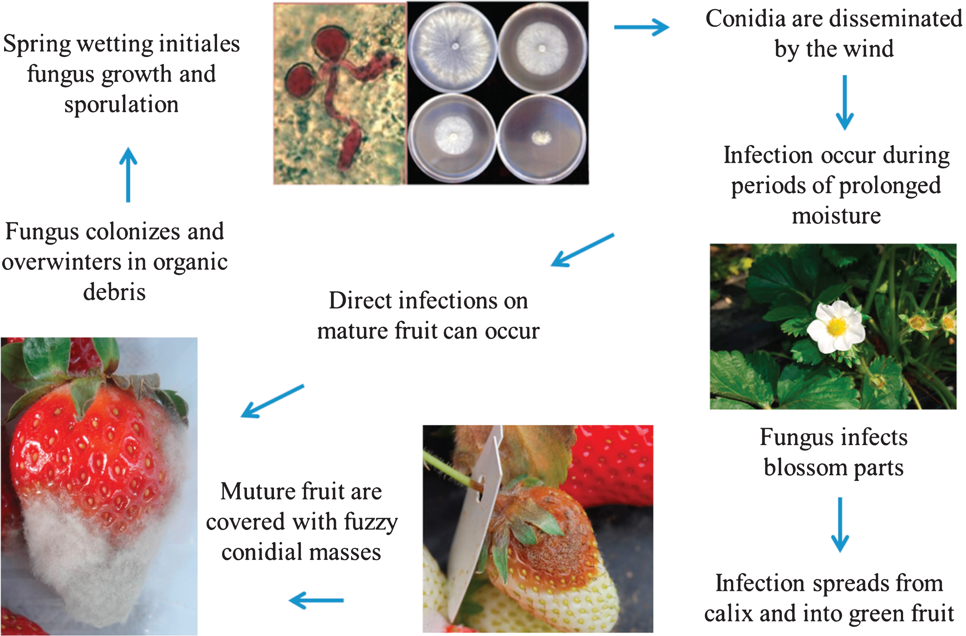 Disease cycle of gray mold on strawberry. Modified from Maas et al. (1998) [14].