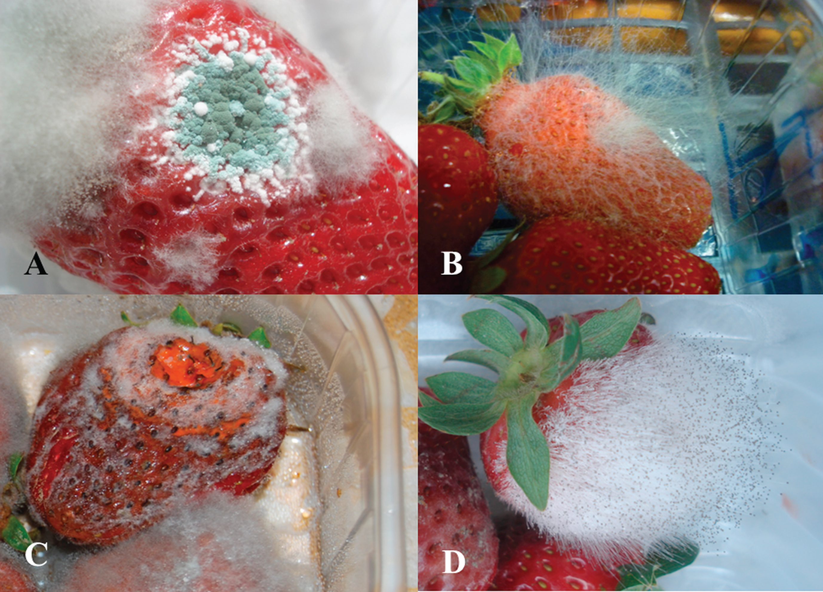 Postharvest strawberry fruit decay caused by the fungi Penicillium spp. (circular blue and white molds) and Botrytis cinerea (fluffy gray mold) (A), Rhizopus stolonifer (B), Colletotrichum spp. (C), and Mucor spp. (D).