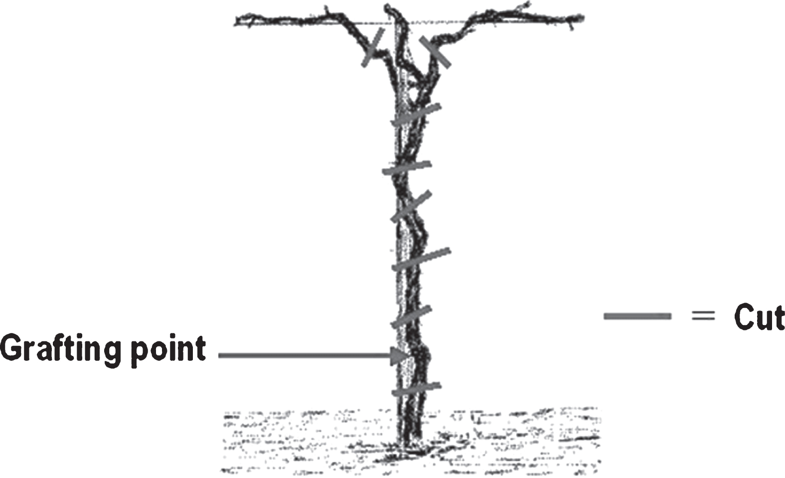 Position of cut disks (approx. 1-2 cm thick) from kiwifruit plants for the isolation of endophytes. One disk was cut below the grafting point, two disks at the base of the main cordons, other disks were taken along the trunk.