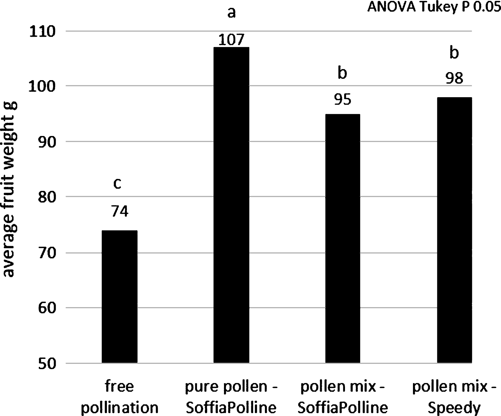 Average weight of the fruit in the experimental where were compared pollination with pure kiwifruit pollen and the mix with lycopodium, by using two pollination machines.