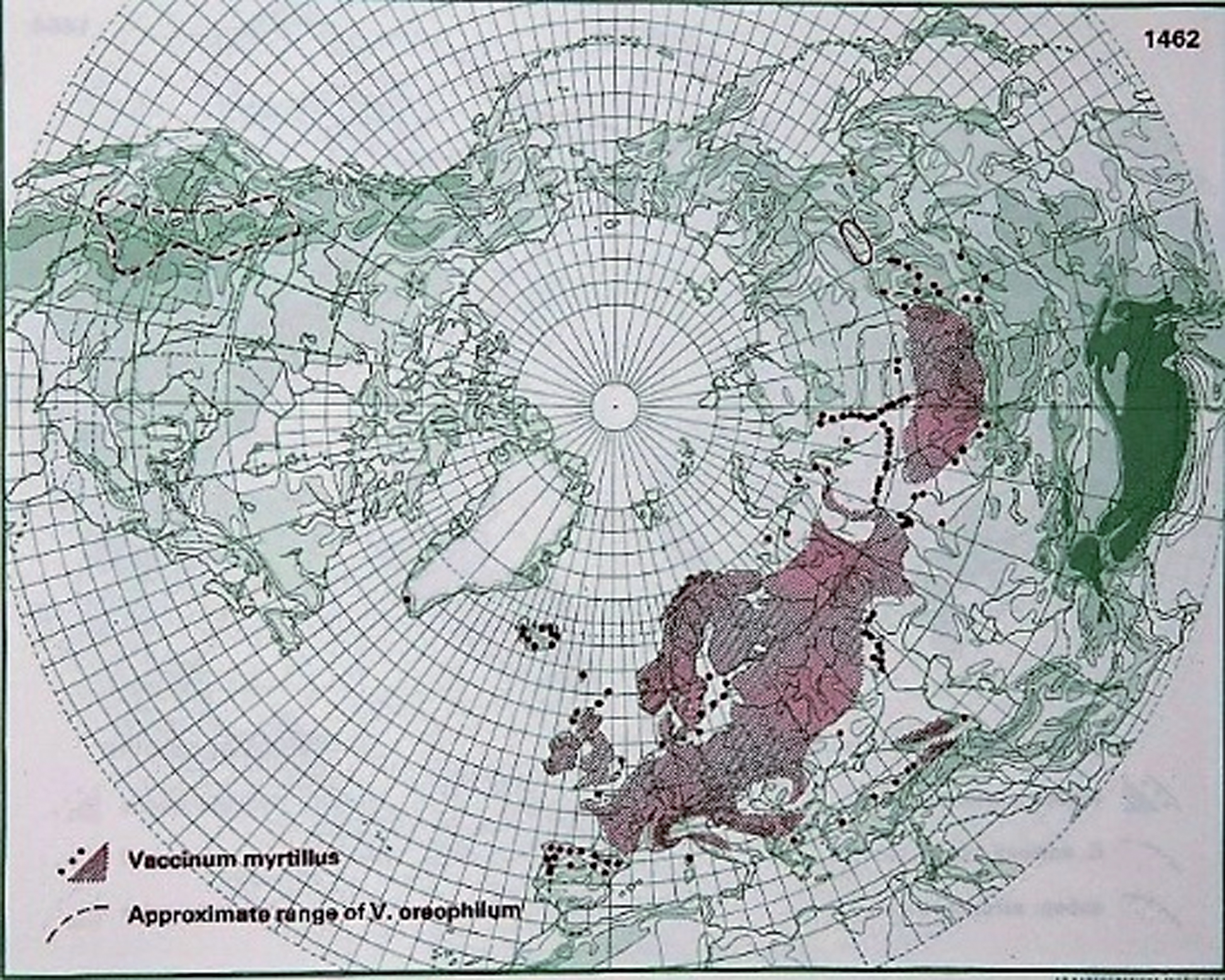 Distribution of V. myrtillus L. in the northern hemisphere (Hultén and Fries 1986), with the kind permission of Per Koeltz.