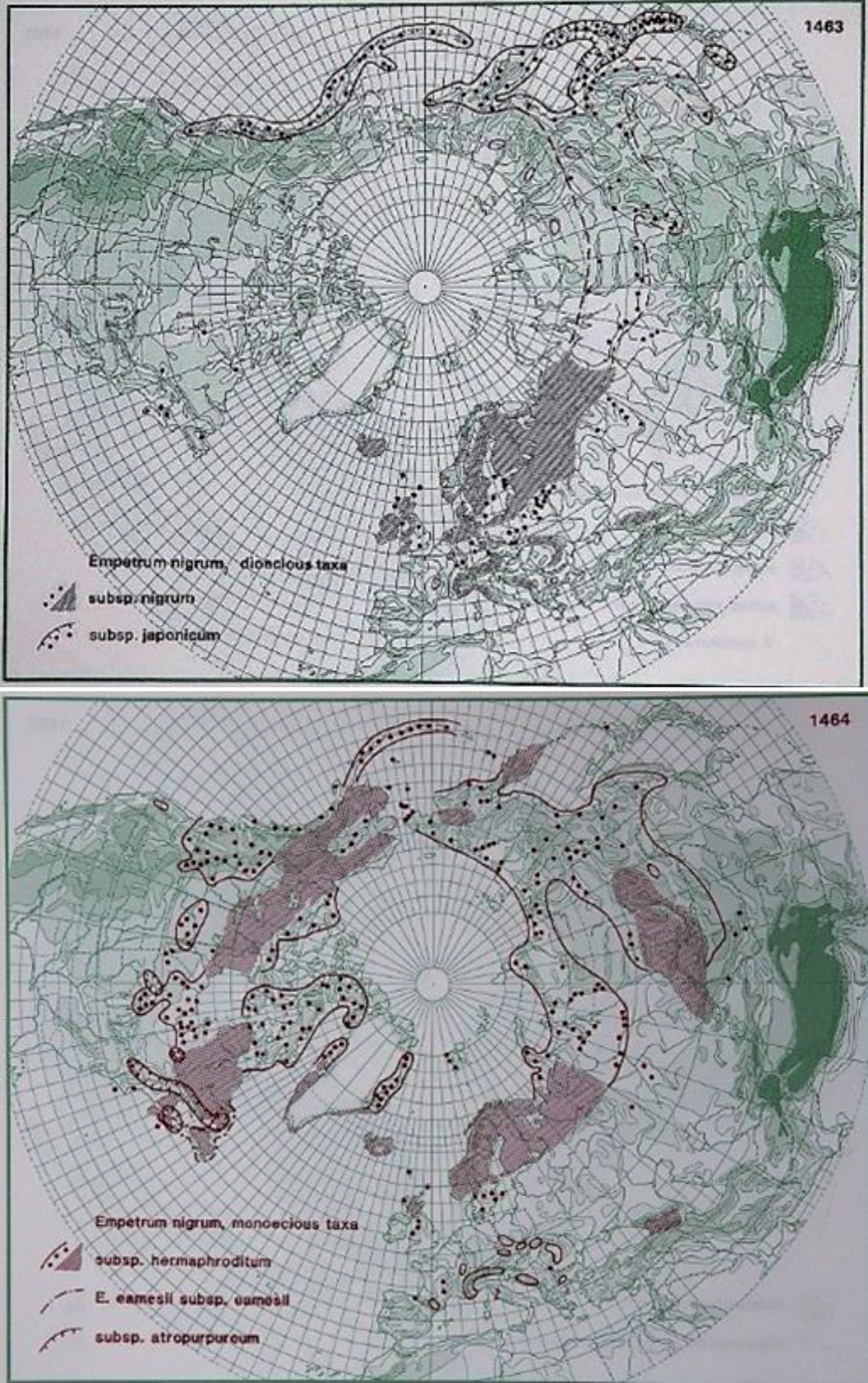 Distribution of E. nigrum L., E. nigrum ssp. nigrum and E. nigrum ssp. japonicum (upper photo) and E. nigrum ssp. hermaphroditum (lower photo) in the northern hemisphere (Hultén and Fries 1986), with the kind permission of Per Koeltz.