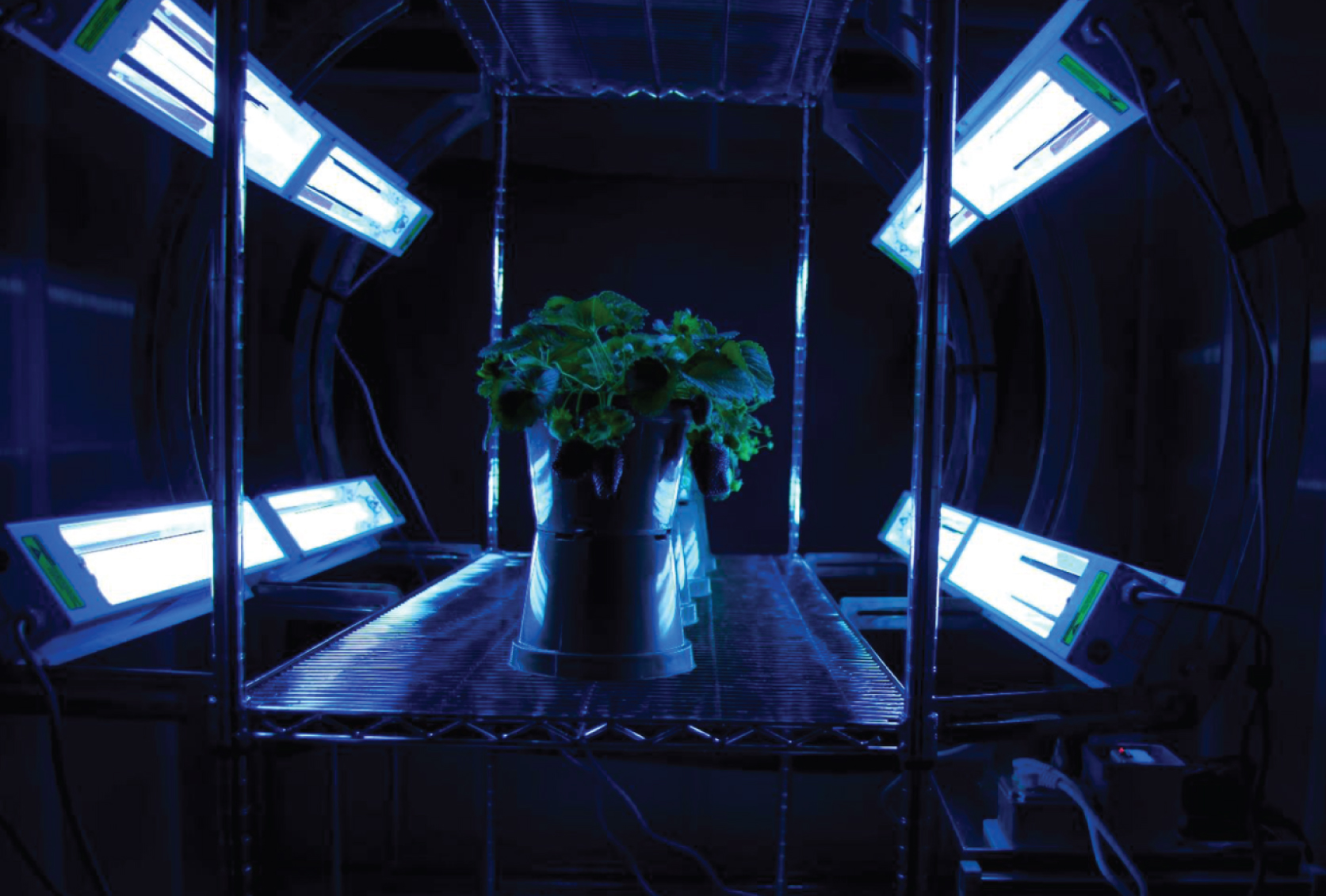 Nighttime UV-C irradiation of strawberry plants with multidirectional positioned lamps to maximize penetration into plant canopy.
