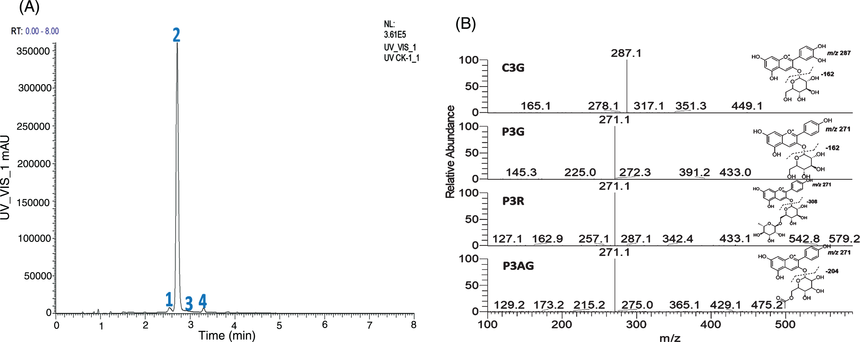 The HPLC chromatogram (504 nm) of four major anthocyanins: 1 = C3G, 2 = P3G, 3 = P3R, and 4 = P3AG (A), and MS/MS spectra of C3G, P3G, P3R, and P3AG (B). C3G = cyanidin-3-O-glucoside, P3G = pelargonidin-3-O-glucoside, P3R = pelargonidin-3-O-rutinoside, and P3AG = pelargonidin-3-O-acetylgluoside.