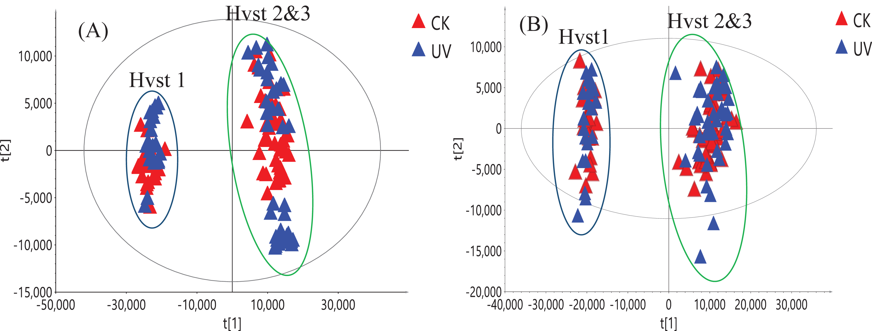 PCA score plot of 126 strawberry samples from three harvests (Hvst1-3) using positive ionization (A) and negative ionization data (B). Blue triangles represent samples from strawberries treated with UV-C and red triangles are from the control (CK) samples.