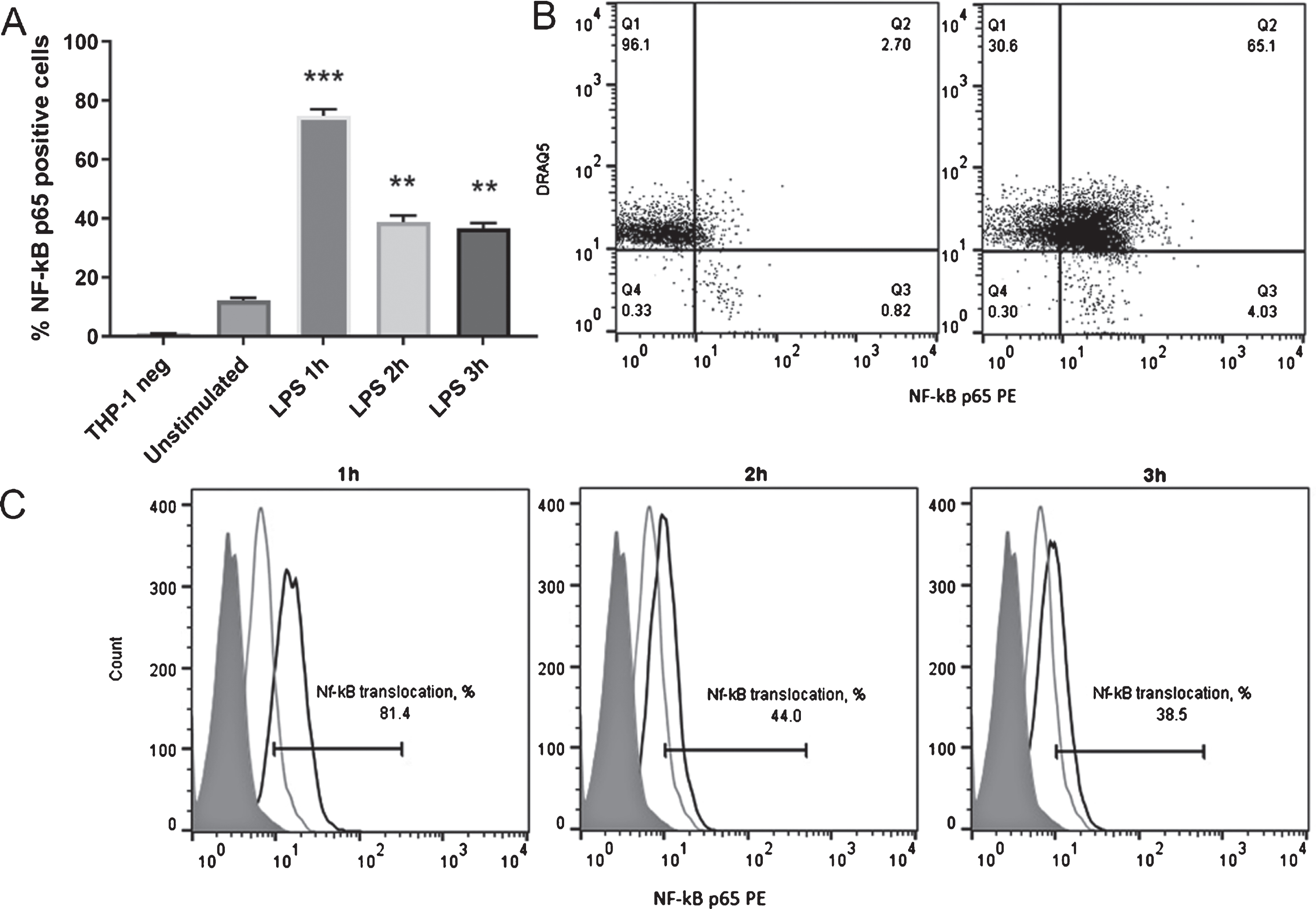 The dynamics of NF-κB nuclear translocation in LPS-stimulated THP-1 cells. A – the percentage of THP-1 cells with NF-κB nuclear translocation after LPS stimulus (THP-1 neg is the unstained control) (n = 3). B – flow cytometry results of anti-NF-κB p65 PE and DRAQ5 co-staining in unstimulated THP-1 cells (left) and LPS-stimulated cells (right). Representative data are shown. C – flow cytometry analysis of NF-κB nuclear translocation dynamics in THP-1 cells after stimulation with LPS. The filled histogram shows the unstained cell control, the black line shows NF-κB p65 PE staining in LPS-stimulated THP-1 cells, and the gray line shows NF-κB p65 PE staining in unstimulated THP-1 cells. Representative data are shown. Statistical significance was expressed as **P < 0.01 and ***P < 0.001 compared with the response of unstimulated THP-1 cells.