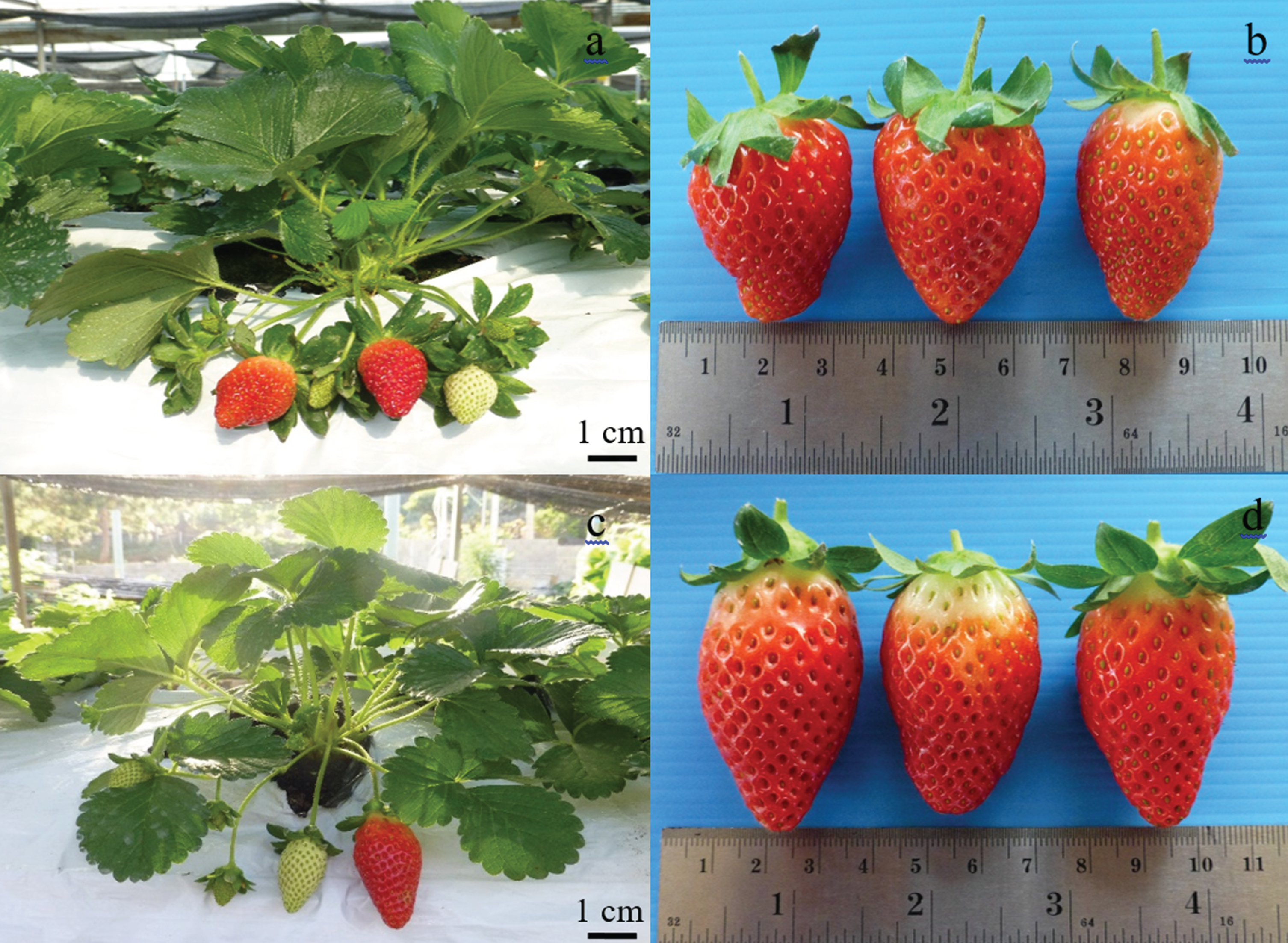 Morphological characteristics of plants and fruits of (a,b) hybrid No. 4 line 5; (c,d) hybrid No. 4 line 26.
