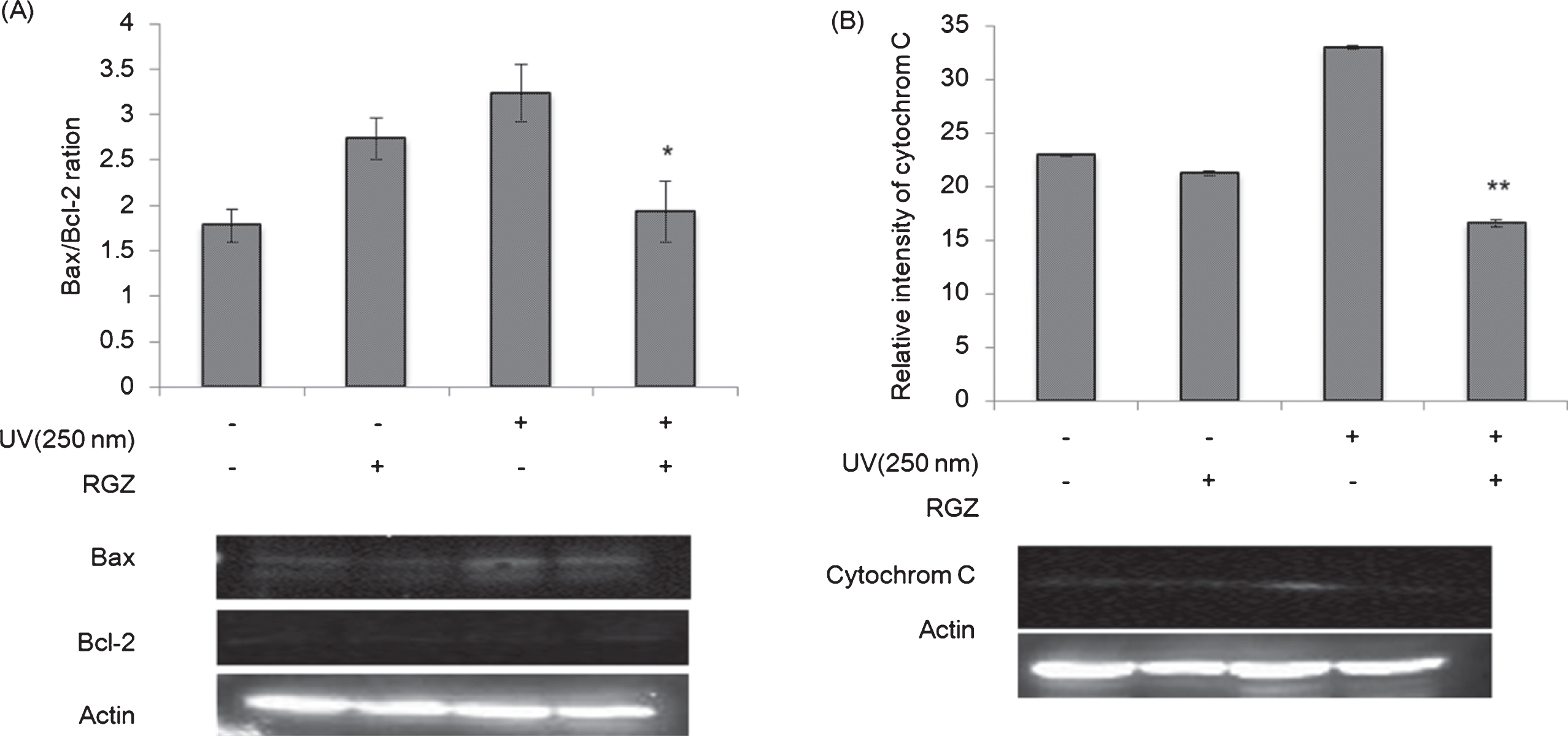 Western blot analyses of Bax/Bcl-2 ratio (A) and cytochrome C (B) in NHEK cells treated with and without RGZ under the UV irradiation (250 nm). Asterisk denotes significant difference *:p < 0.05, **:p < 0.01 as compared with the NHEK cells treated with UV-only treated group. RGZ extraction condition was followed condition 2 of Table 1. Error bars indicate SEM (n = 3).