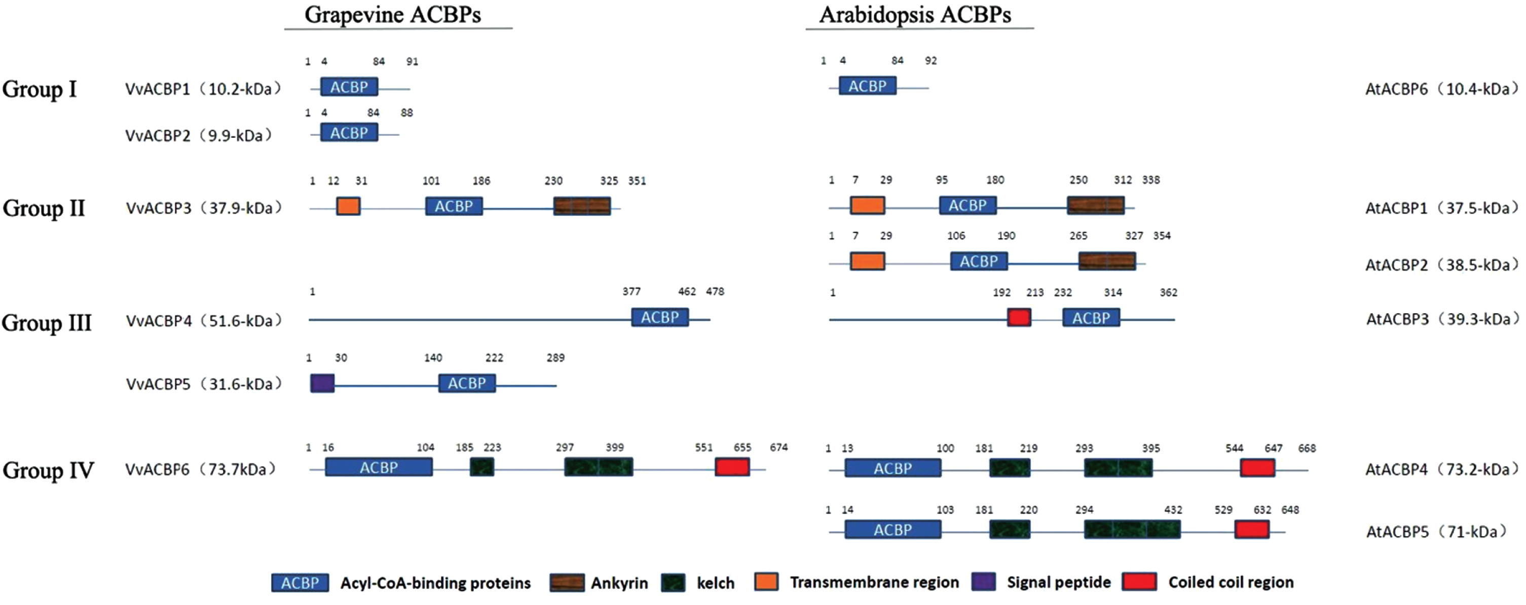 Comparison in architecture of the grape and Arabidopsis acyl-CoA-binding protein(ACBP) families. The ACB domain, ankyrin repeats, kelch motifs, putative transmembrane region, signal peptide and coiled coil region are shown. Six grape ACBPs are designated as VvACBP1-VvACBP6 (protein size indicated in the brackets). Arabidopsis ACBPs are designated as AtACBP1-AtACBP6.