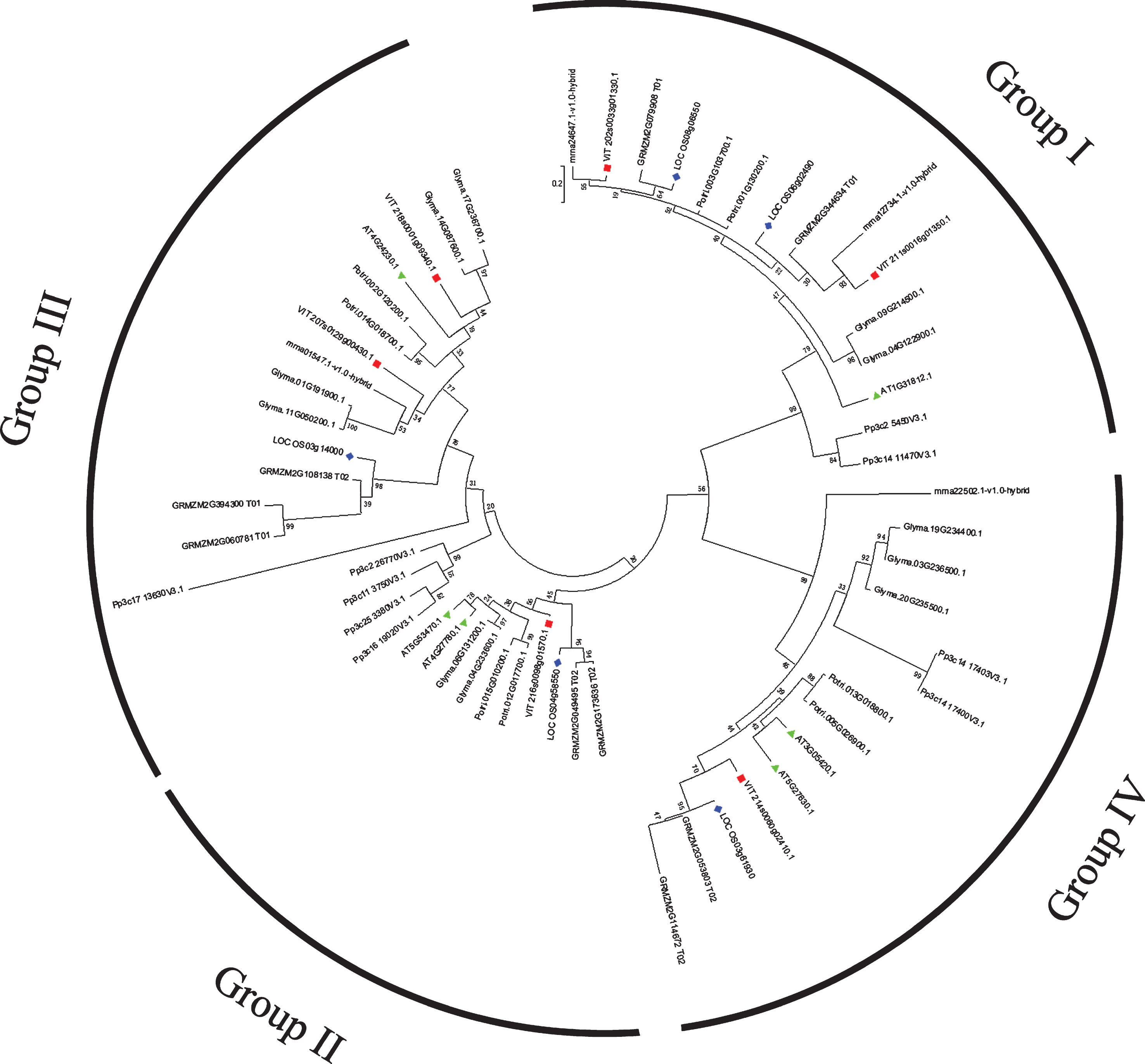 Phylogenetic analysis of grapevine ACB proteins with other plant. The phylogenetic tree was constructed with ACBP domain protein sequences from V. vinifera (VvACBP), Z. mays (ZmACBP), O. sativa (OsACBP), A. thaliana (AtACBP), F. vesca (FvACBP), G. max (GmACBP), P. trichocarpa (PtACBP) and P. patens (PpACBP). They were classified to four groups: I, II, III, IV. VvACB proteins are indicated with red squares and AtACB proteins with green triangles and OsACB proteins with blue diamonds. All accession numbers or locus IDs of the ACBP genes are listed in the phylogenetic tree.