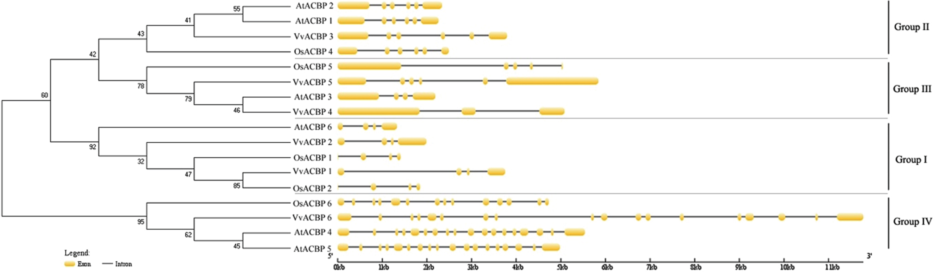 Phylogenetic analysis and exon-intron structures of VvACBP, AtACBP and OsACBP genes. Numbers above or below branches in the tree indicate bootstrap values. Exons and introns are indicated by yellow boxes and black horizontal lines, respectively.