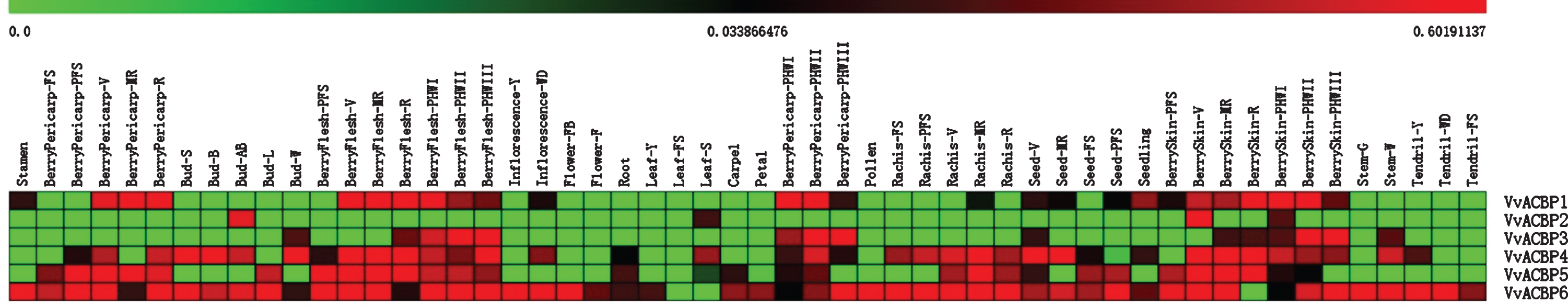 Expression profiles of VvACBP genes identified in 54 different grapevine tissues. Intensity of expression is represented in the colored bar at the top of the chart. Fifty-four different tissues were listed in the up. The scale bars represent values from 0 to 0.60191137.