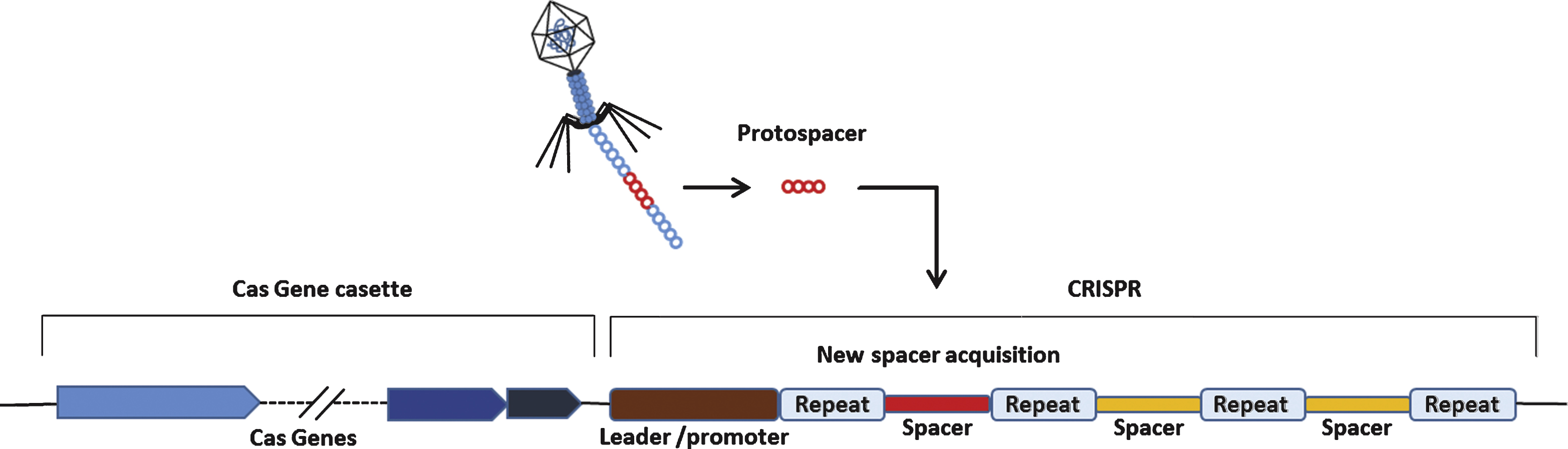 Schmatics of a generalized CRISPR locus. Upon introduction of foreign genetic elements from bacteriophages or plasmids, Cas proteins obtain spacers from the exogenous protospacer sequences and they are incorporated into the CRISPR locus of host genome.
