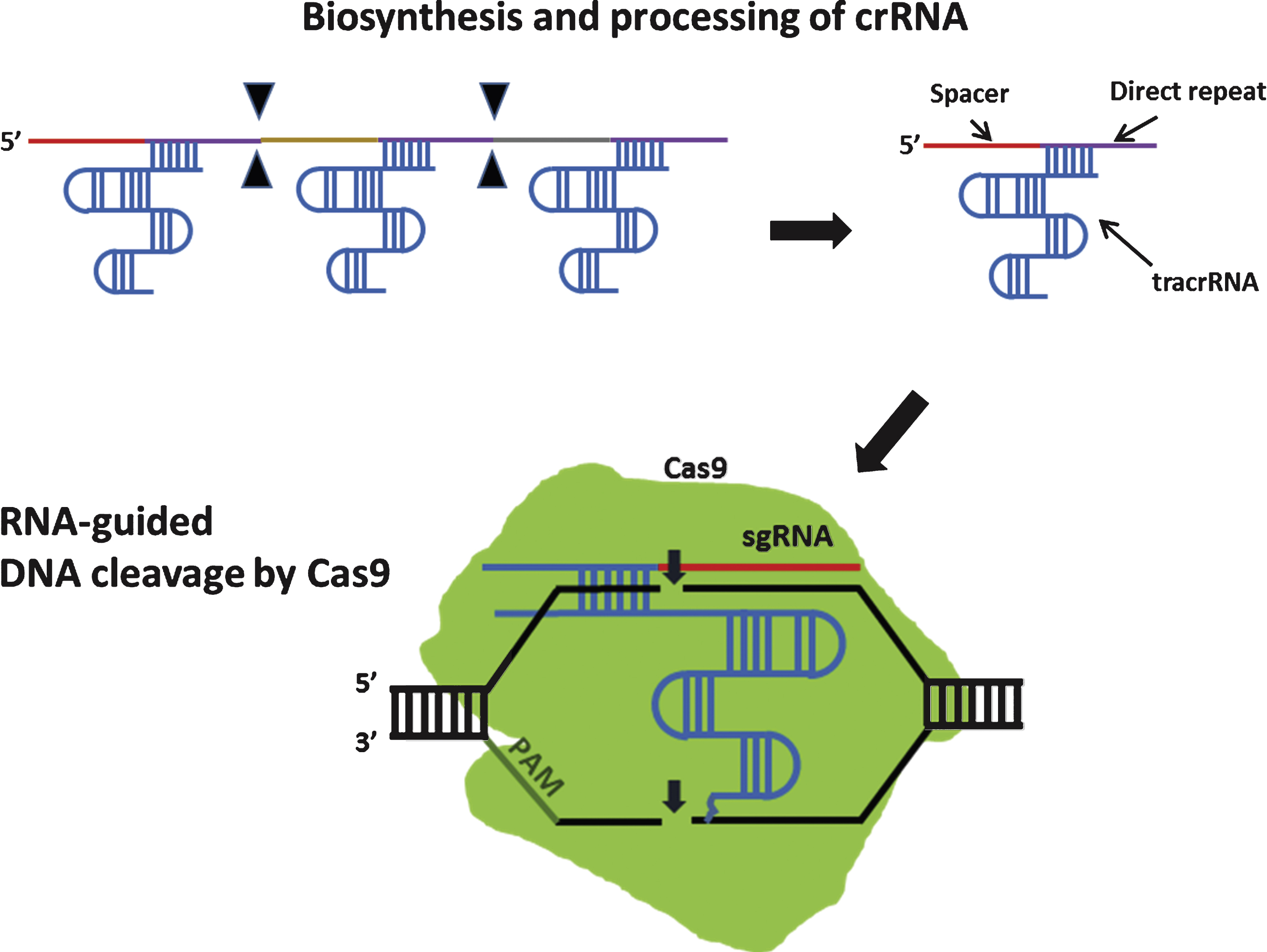 DNA cleavage by type II CRISPR nuclease system. In type II CRISPR, crRNA-tracrRNA hybrids complex with Cas9 to facilitate sequence-specific DNA cleavage. Filled triangle indicates cleavage by Cas ribonucleases. Small arrows indicate DNA cleavage by Cas9. sgRNA: single guide RNA.