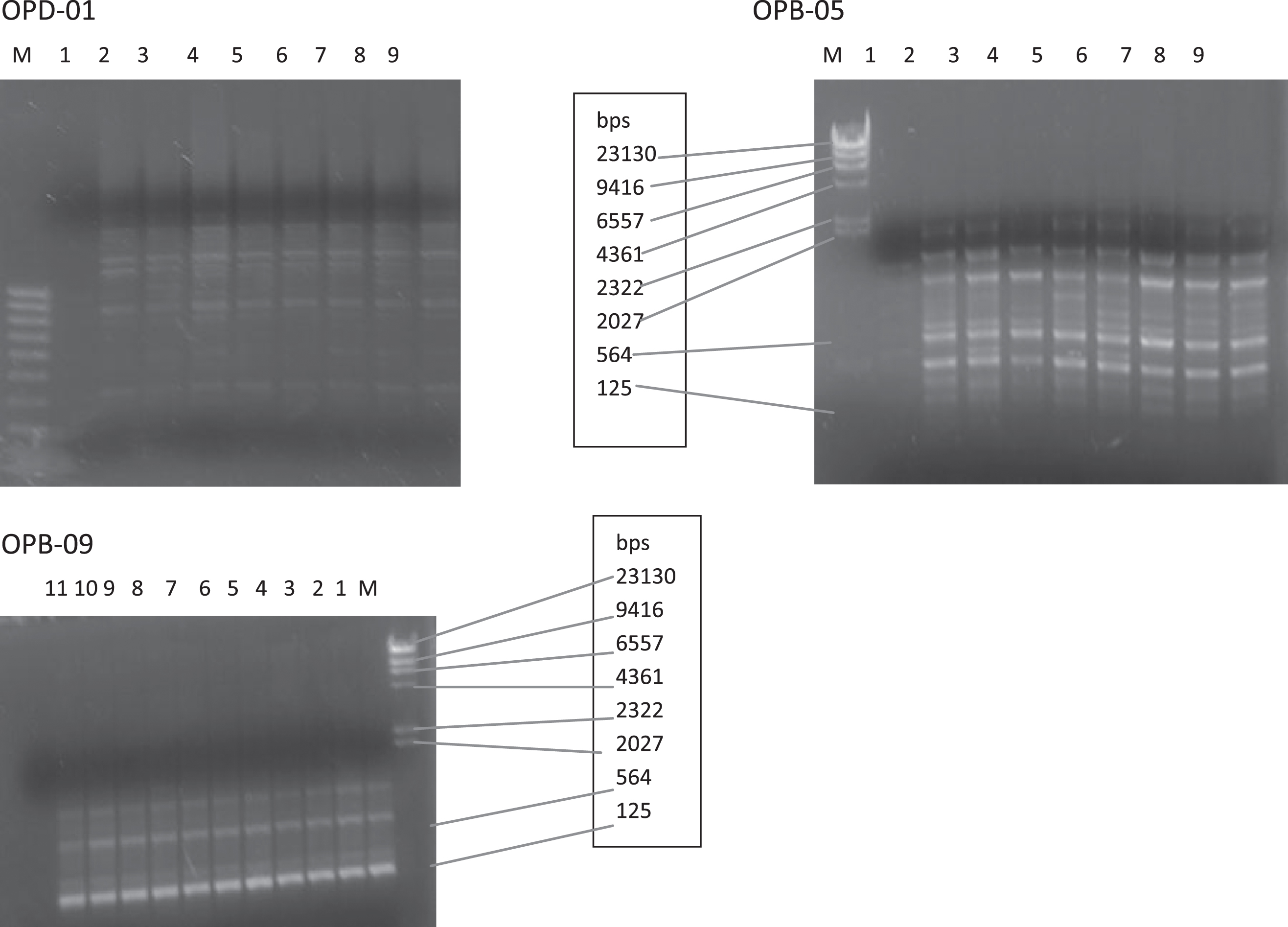 Agarose gel pictures showing monomorphic primers (OPD-01, OPB-09 and OPB-05).