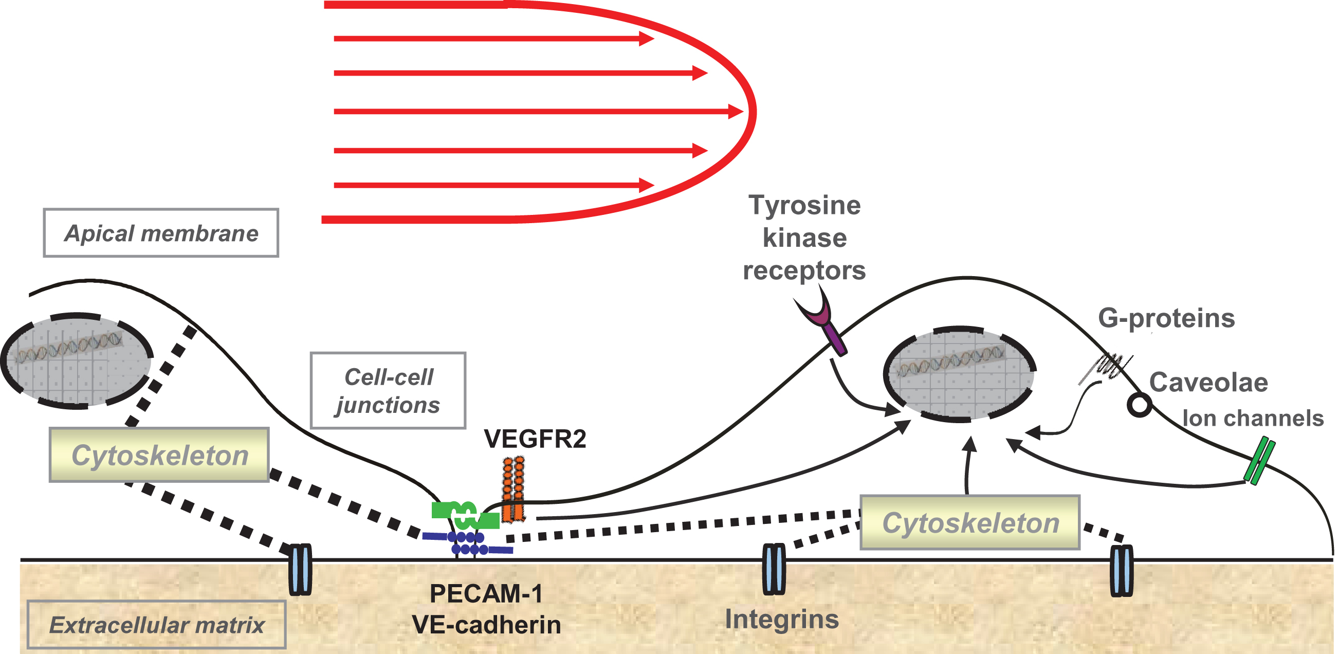 Shear stress-activated signalling pathways in endothelial cells. PECAM-1, platelet-endothelial cell adhesion molecule 1; VE-cadherin, vascular endothelial cadherin, VEGFR2, vascular endothelial growth factor 2.