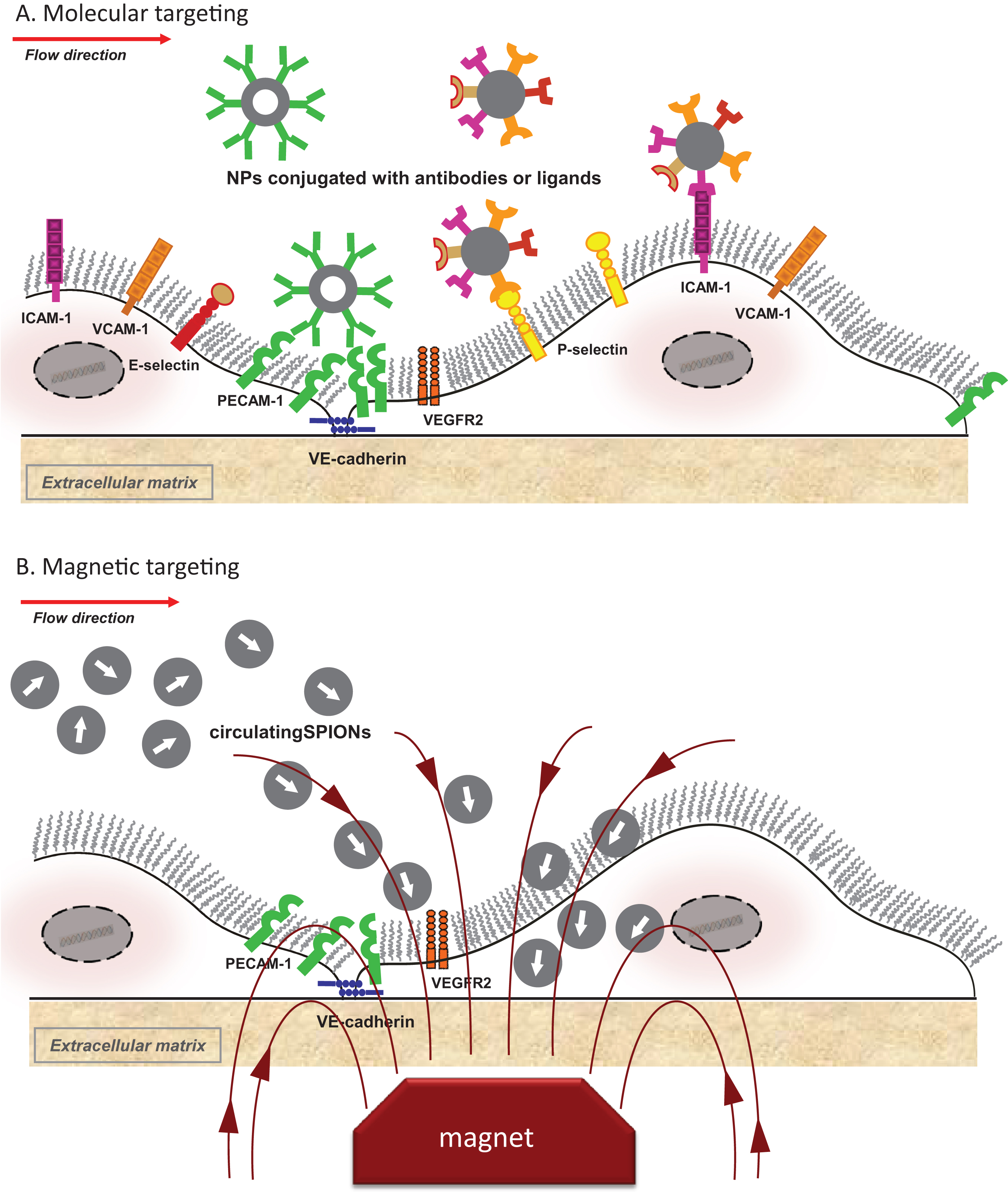 Active targeting of nanoparticles to endothelial cells. (A) Molecular targeting; (B) Magnetic targeting. ICAM-1, intercellular adhesion molecule-1; NP, nanoparticles; PECAM-1, platelet-endothelial cell adhesion molecule 1; SPIONs, superparamagnetic iron oxide nanoparticles; VCAM-1, vascular cell adhesion molecule-1; VE-cadherin, vascular endothelial cadherin, VEGFR2, vascular endothelial growth factor 2.