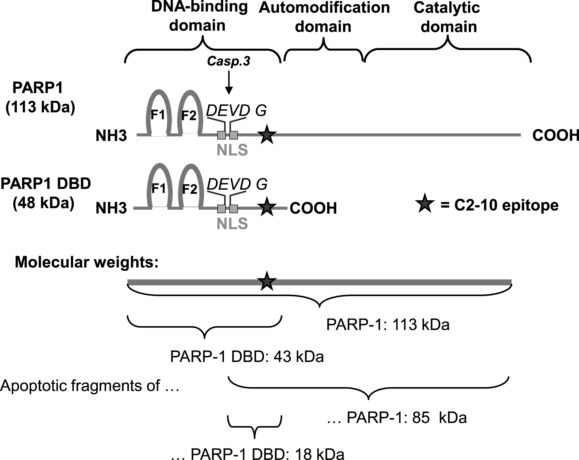 Features and approximate sizes of PARP1, PARP1 DBD and their apoptotic fragments. Caspase-3 cleavage of PARP1 takes place in the DEVD G amino acid sequence in the middle of the bipartite nuclear localization signal (NLS). The recognition site of the PARP1 specific antibody (clone C2-10) is depicted by a star. The molecular size of PARP1 protein is 113 kDa and the PARP1 apoptotic fragment recognized by the C2-10 antibody is ∼85 kDa. PARP1 DBD is 44 kDa in size and the apoptotic fragment of PARP-1 DBD recognized by C2-10 is ∼18 kDa.