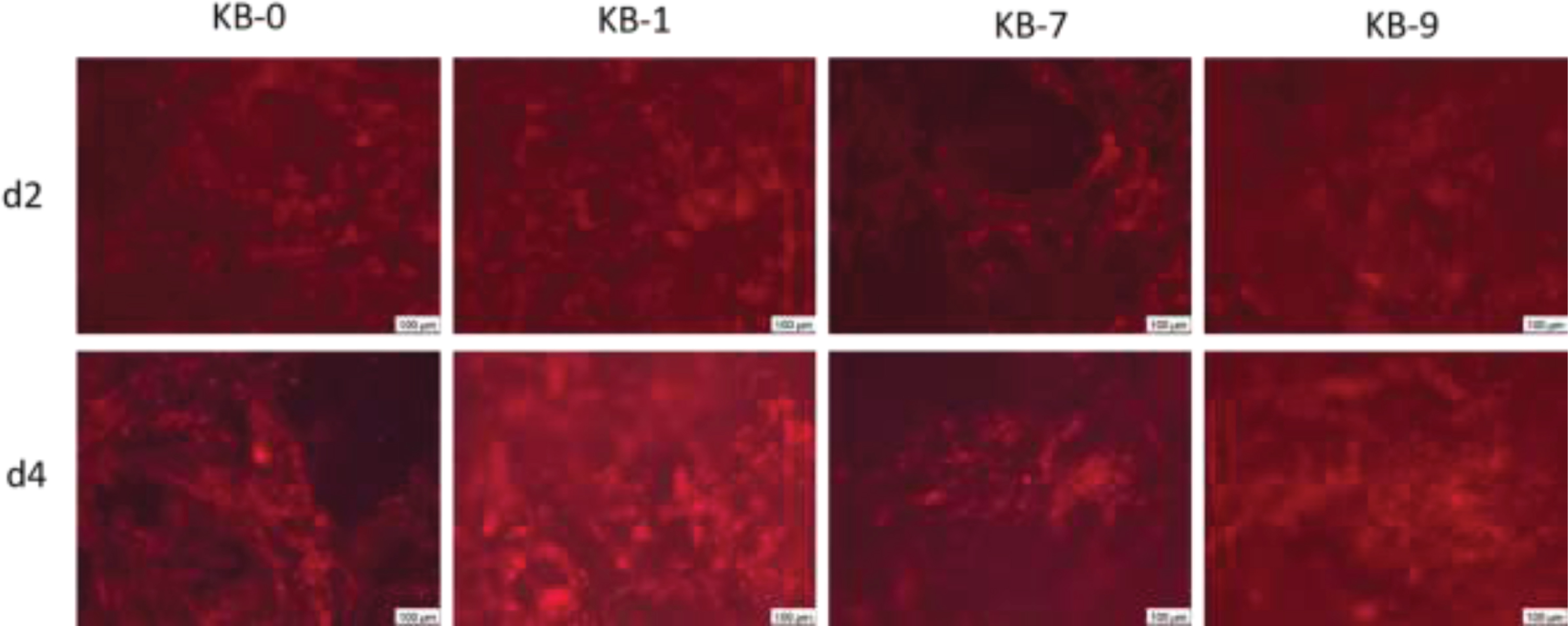 Representative images of CHO cells 48 and 96 h after cell seeding on cellulose based material surfaces. Wide-field fluorescence microscopy, 10x primary magnification. CHO cells are stained using phalloidin (red).