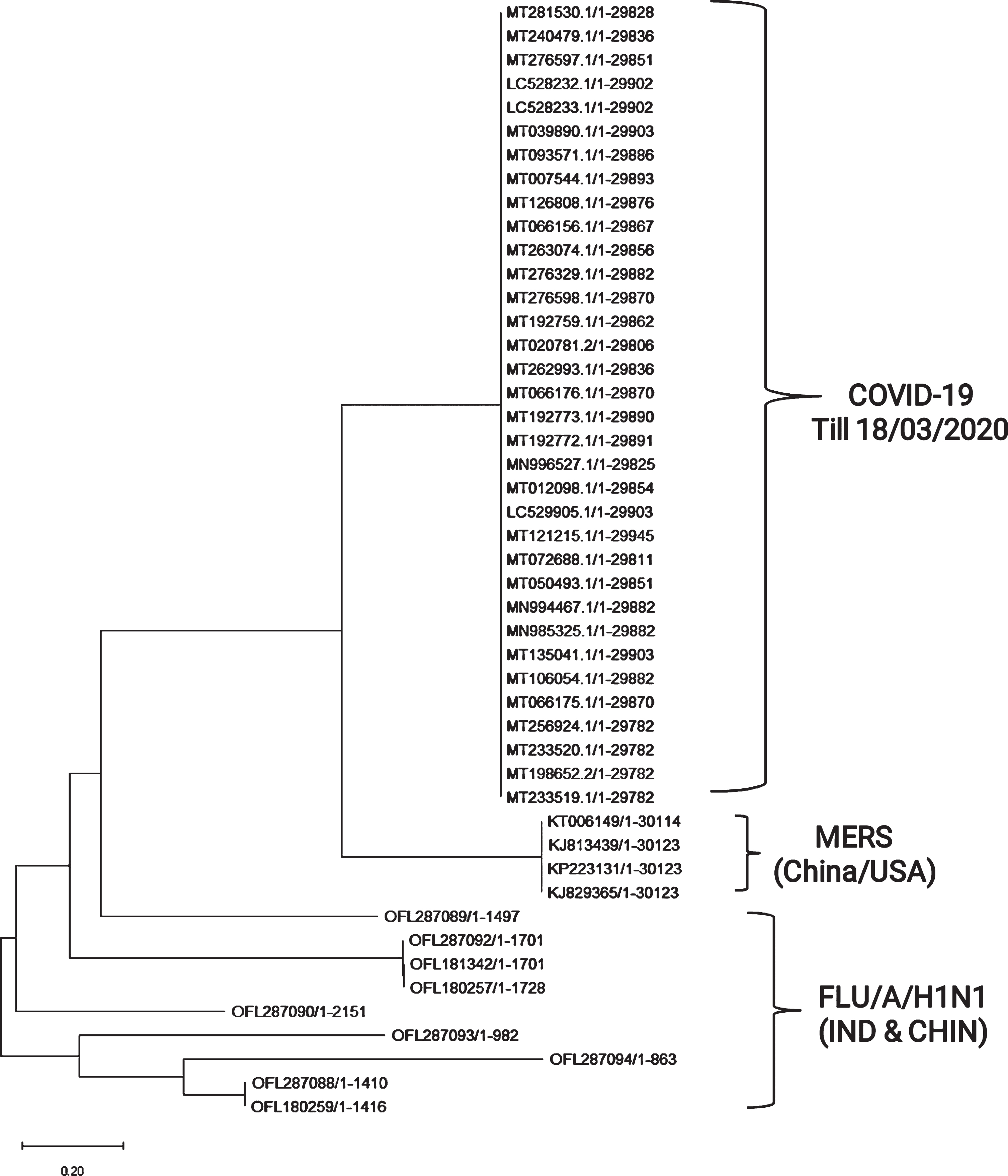 Phylogenetic analysis of nCoV, MERS and H1N1 (influenza virus): The 34 complete genome sequences of nCoV were compared with 4 MERS sequences and 9 H1N1 sequences in order to build a phylogenetic tree in the MEGA-X software using the Maximum Likelihood method and Tamura-Nei model [18, 19]. In the analysis the codon positions included were 1st, 2nd, 3rd and the non-coding regions. There was a total of 29945 positions in the final dataset. The default settings were used for the analysis.