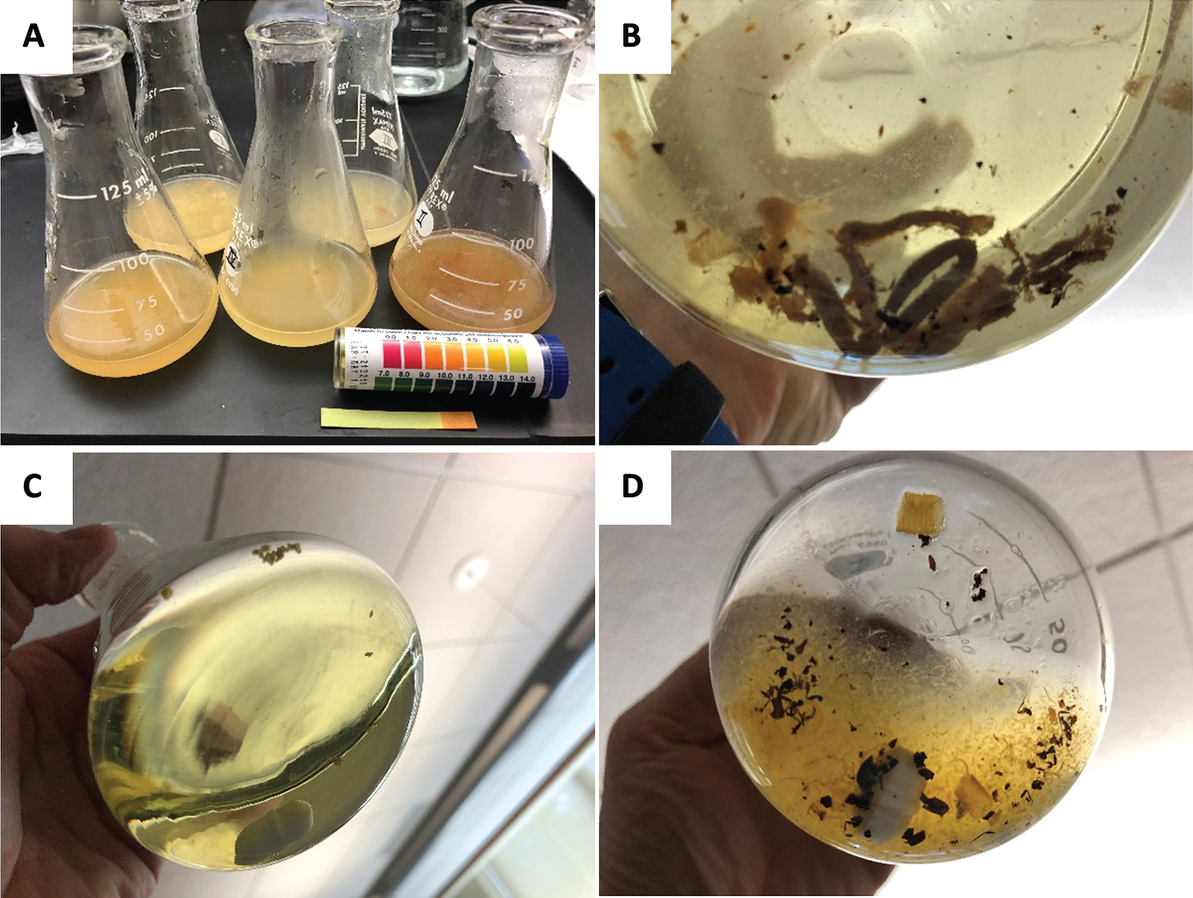 (A) Samples treated with KOH (pH 2). Intestines of Flathead Chub (B) after treatment with Fenton‘s reagents and of Striped Shiner (C) and Hog Sucker (D) after chemical digestion protocol. (D) shows undecomposed insect chitin parts.