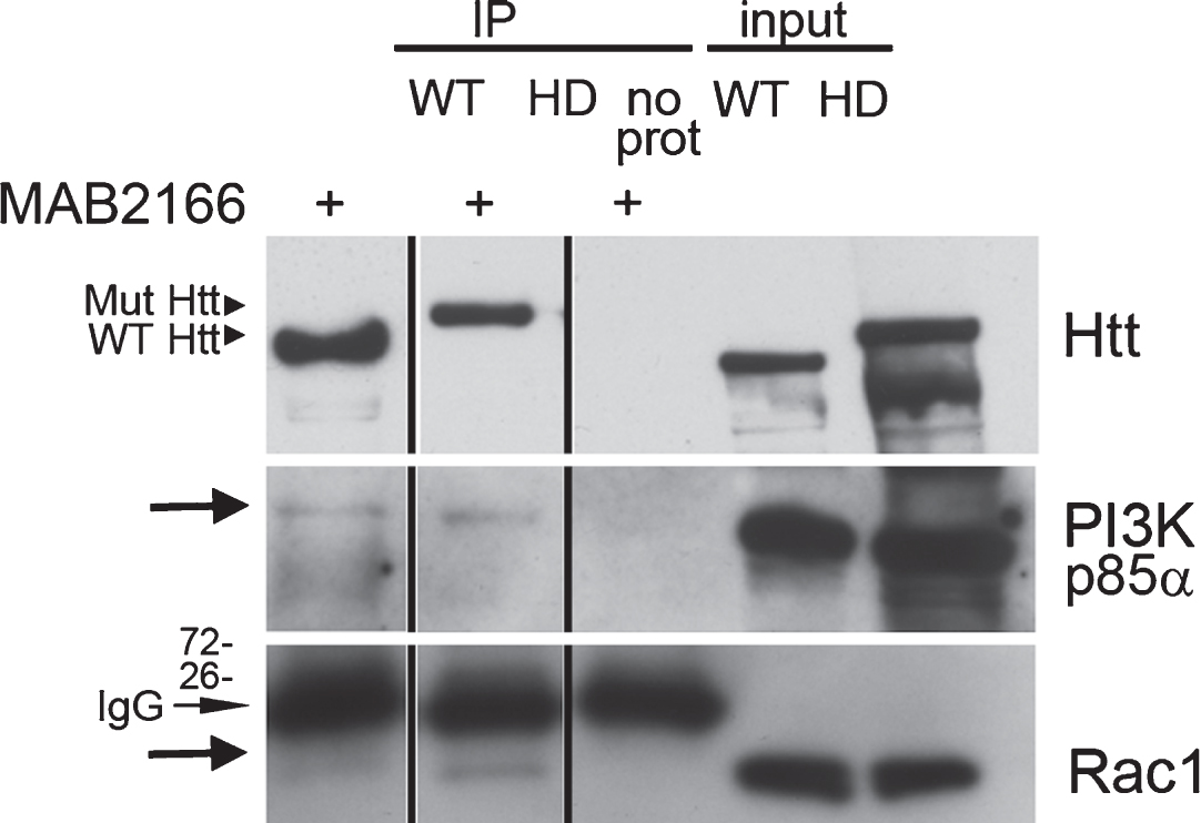Rac and p85α PI 3-kinase both co-immunoprecipitate with endogenous Huntingtin. (a) Western blot analysis of Huntingtin (Htt) immunoprecipitated from wild-type (WT) and Q140/Q140 (HD) adult mouse brain using anti-Huntingtin antibody MAB2166. Eluates were analyzed using two gel formats. Blot from a 3–8% SDS-PAGE gel was probed with polyclonal anti-Huntingtin Ab1 to confirm presence of full-length Huntingtin (∼350 kDa) (top). Blot from 4–12% SDS-PAGE gel was probed for p85 regulatory subunit of PI 3-kinase (middle blot, arrow) and Rac1 (bottom blot, arrow). The mouse IgG light chains (indicated) are recognized by the secondary antibody on the Rac1 probe. Vertical lines indicate where lanes were removed from same gel.