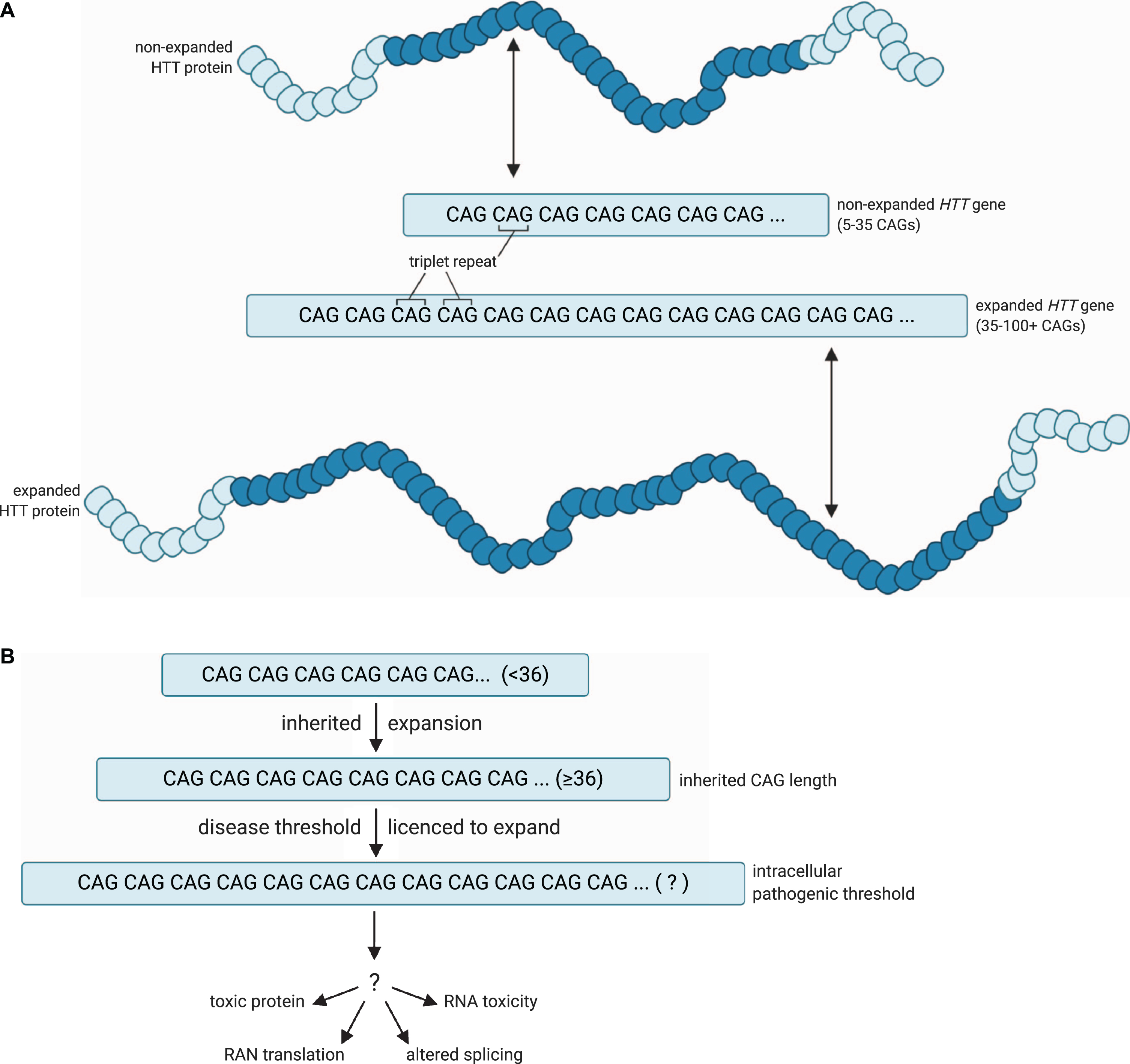 A model for the pathogenic threshold in HD. A) HD pathogenesis is largely determined by an expanded cytosine-adenine-guanine (CAG) trinucleotide repeat within exon 1 of the huntingtin (HTT) gene, which is translated into an expanded polyglutamine tract in the corresponding HTT protein. Wild-type HTT possesses 5– 35 CAG repeats (non-expanded HTT gene), and can undergo expansion into the disease range in the germline to create apparent de novo HD subjects, but ≥36 + repeats is associated with a significantly increased risk of developing HD (expanded HTT gene). B) An expanded HTT allele with 36 or more repeats is unstable and licenced to further expand in cells over the lifespan of the HD at-risk individual. HD symptoms would manifest and progress as increasing numbers of disease-relevant cells undergo somatic expansion beyond an unknown intracellular pathogenic threshold that renders the gene toxic in those cells. Figures created using BioRender.com. Figure 1A adapted from a figure by National Institute of General Medical Sciences, National Institutes of Health.