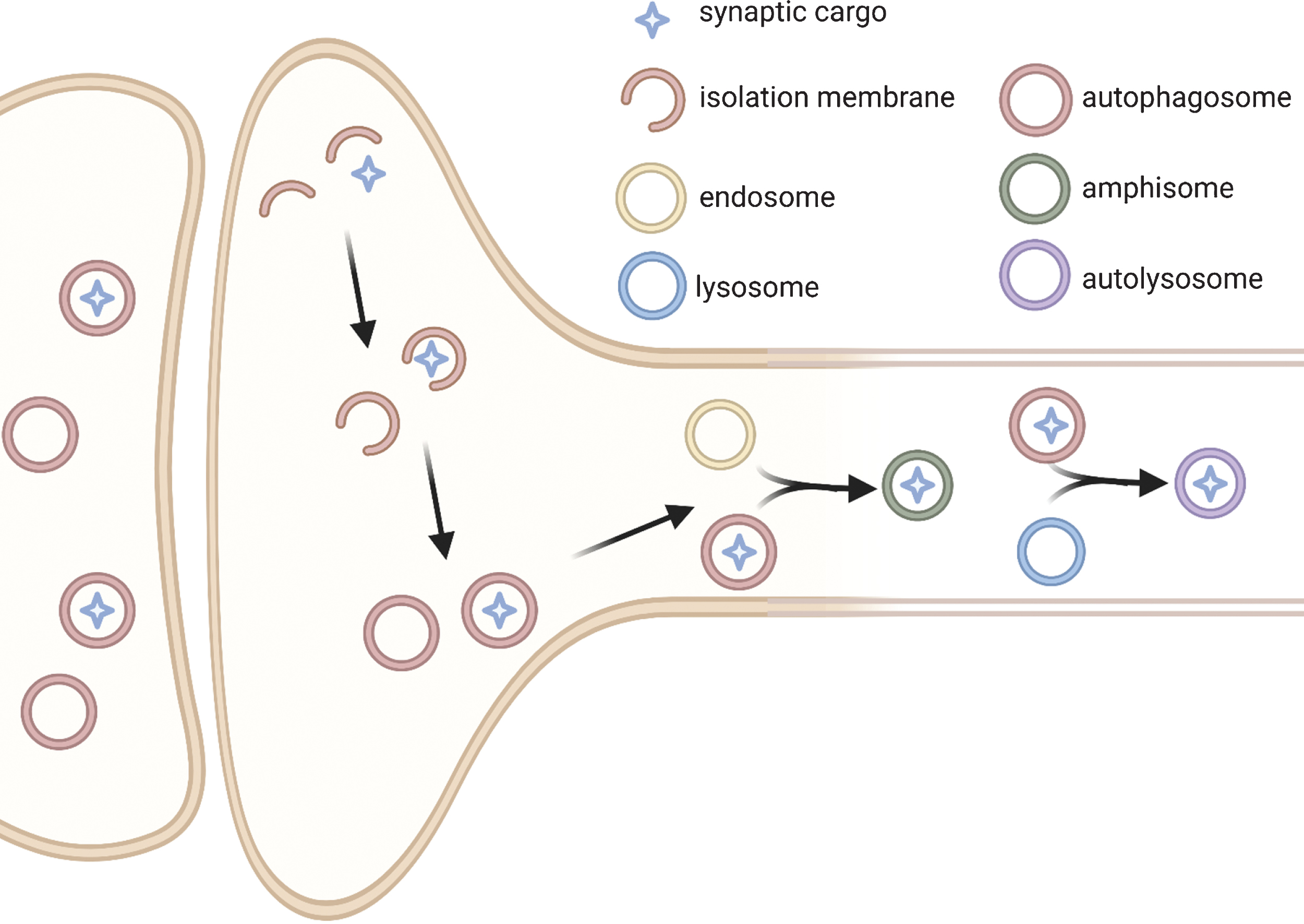 Simplified schematic of autophagy at the synapse. It has been suggested that pre-synaptically, autophagosome formation is initiated at the synapse by the generation of an isolation membranes that then close to become autophagosomes. These structures then mature as they travel retrogradely up the axon prior to fusing with lysosomes in the cell body [93–100]. The molecular players governing this pathway are still being investigated but may include the proteins Rab-interacting lysosomal protein (RILP) [138] and Endophilin A [94]. Autophagy has been implicated in the processing of various synaptic proteins (see Table 2) and may be involved in the degradation of entire synaptic vesicles [86, 93]. It is unclear how those proteins and organelles are targeted to the autophagosome, but likely requires adaptor proteins such as p62 [106] and Rab26 [93]. The movement of autophagosomes in dendrites has been less thoroughly studied, although autophagy does seem to be playing a role in this compartment as well, as multiple post-synaptic proteins are also implicated as targets of autophagy (see Table 2). (Figure created with BioRender.com).