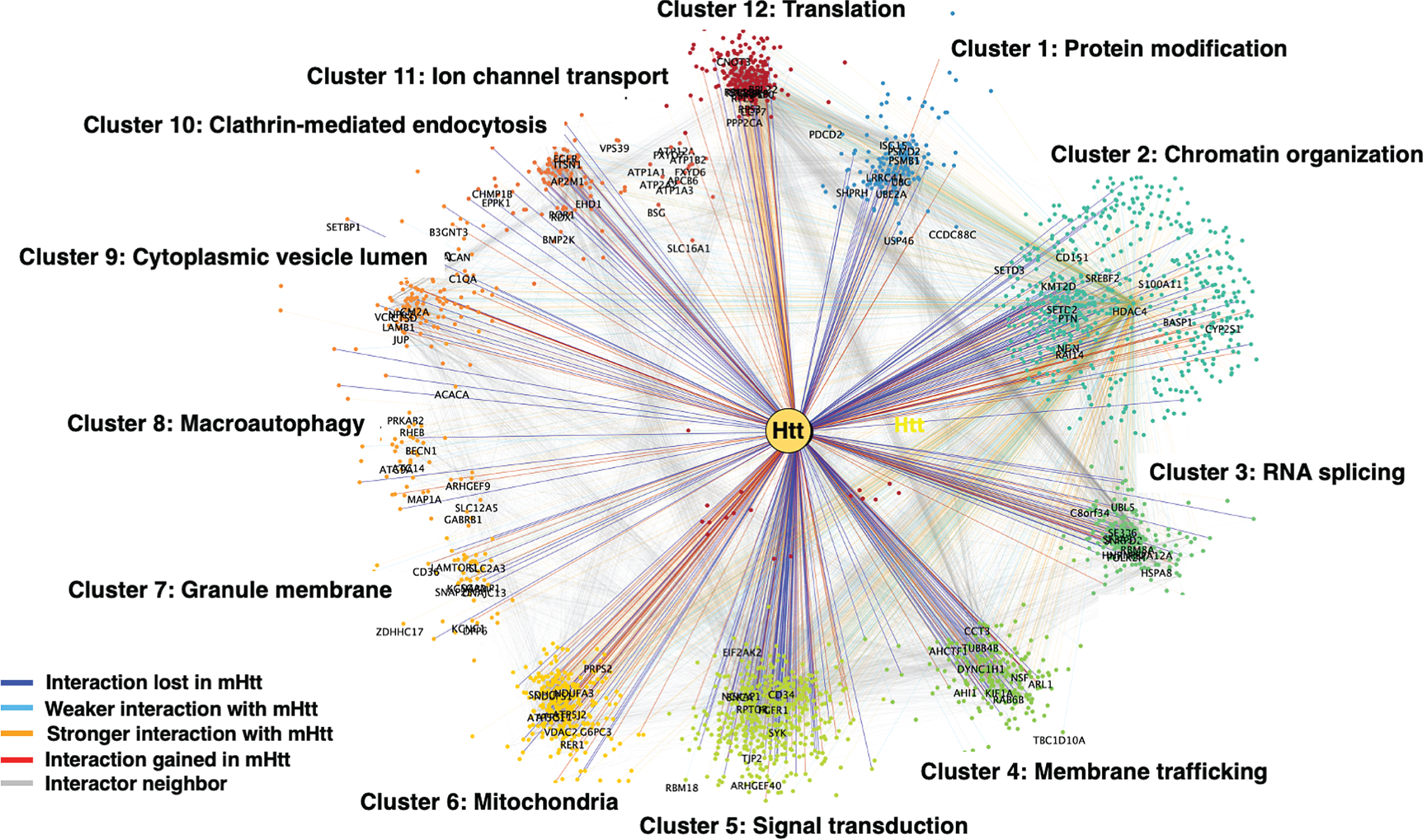 Clustering analysis of Htt interactors by gene ontology (GO). Htt interactors were analyzed for shared functional categories, “clusters,” in different cellular molecular pathways. The cluster networks are illustrated in color-coded format (see key in figure) for interactions that were lost by mutant Htt (mHtt), weaker with mHtt, stronger with mHtt, gained interaction with mHtt, or represented a neighbor.