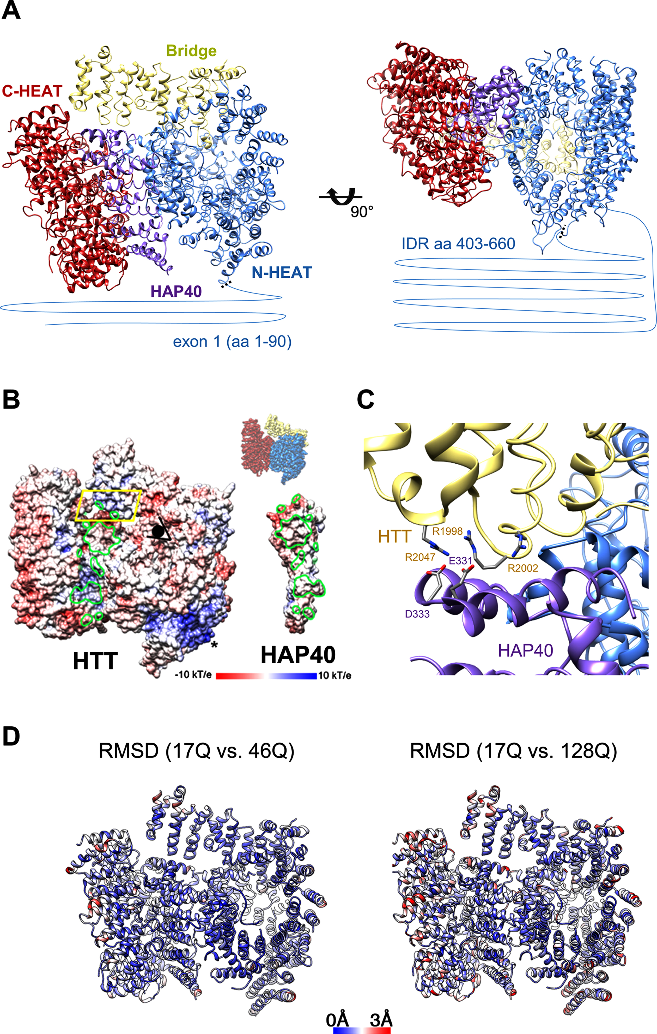Cryo-EM structure of the HTT-HAP40 complex. A) Atomic model of Q17 HTT-HAP40 (PDB 6EZ8; [22]) in ribbon representation. HTT domains are shown as follows: N-HEAT (residues 97-1,690) in blue, Bridge (residues 1,691-2,097) in yellow and C-HEAT (residues 2,098-3,104) in maroon. HAP40 (residues 42-364) is shown in purple. The unstructured regions comprising residues 1-96 of exon 1 fragment and residues 409-666 are shown approximately to scale as lines. B) Electrostatic surface potentials of Q17 HTT and HAP40 (PDB 6EZ8; [22]) in “open book” view. Green contours mark the interaction areas between HTT and HAP40, dominated by hydrophobic interactions. A conserved charge clamp between the HTT Bridge domain and the HAP40 C-terminus is outlined in yellow. An eye indicates the perspective of the charge clamp visualized in C. A positively charged surface on the HTT N-term domain is marked by an asterisk. C) Charge clamp between HTT and HAP40 (PDB 6EZ8; [22]) in ribbon representation. Residues participating in the electrostatic interaction are displayed and shown as sticks. D) Atomic models of Q46 HTT-HAP40 (PDB 7DXJ; [23]; left) and Q128 HTT-HAP40 (PDB 7DXK; [22]; right) in ribbon representation. The colour code shows the root-mean-square deviation with Q17 HTT-HAP40 (PDB 6EZ8; [22]), displaying minimal (<3 Å) differences between the models. Numbering in panels A and C correspond to that of reference Q23-HTT protein NP_002102.4.