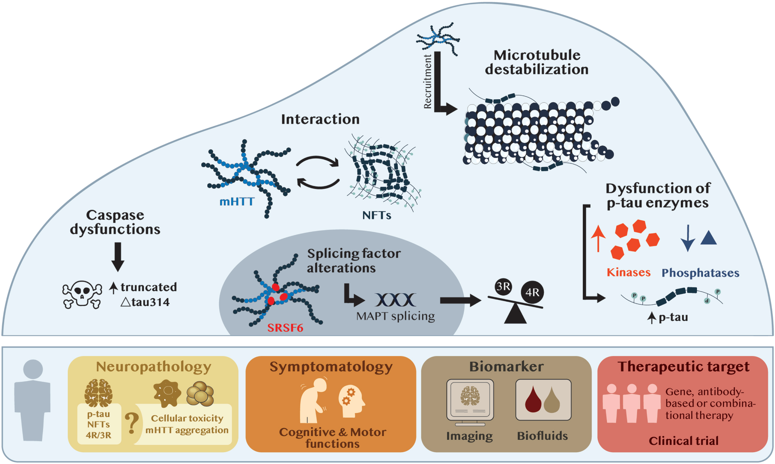 From tau neuropathology to tau therapeutics. The upper panel illustrates the mechanisms of action potentially shared between tau and mHTT at the cellular level. The bottom panel represents the potential implications of tau on the neuropathology and symptomatology of HD and implying its clinic relevance as a biomarker and/or therapeutic target. Abbreviations: MAPT, microtubule associated protein tau; mHTT, mutant huntintin; NFTs, neurofibrillary tangles; p-tau, phosphorylated tau; SRSF6, serine/arginine-rich splicing factor-6; 3R, 3R isoform of tau; 4R, 4R isoform of tau; Δtau314, truncated tau314 protein.