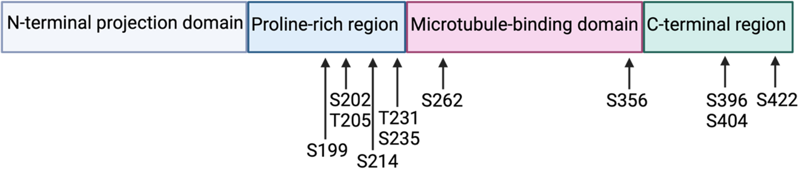 Tau protein with its 4 functional domains and the localization of the most studied phosphorylation residues.