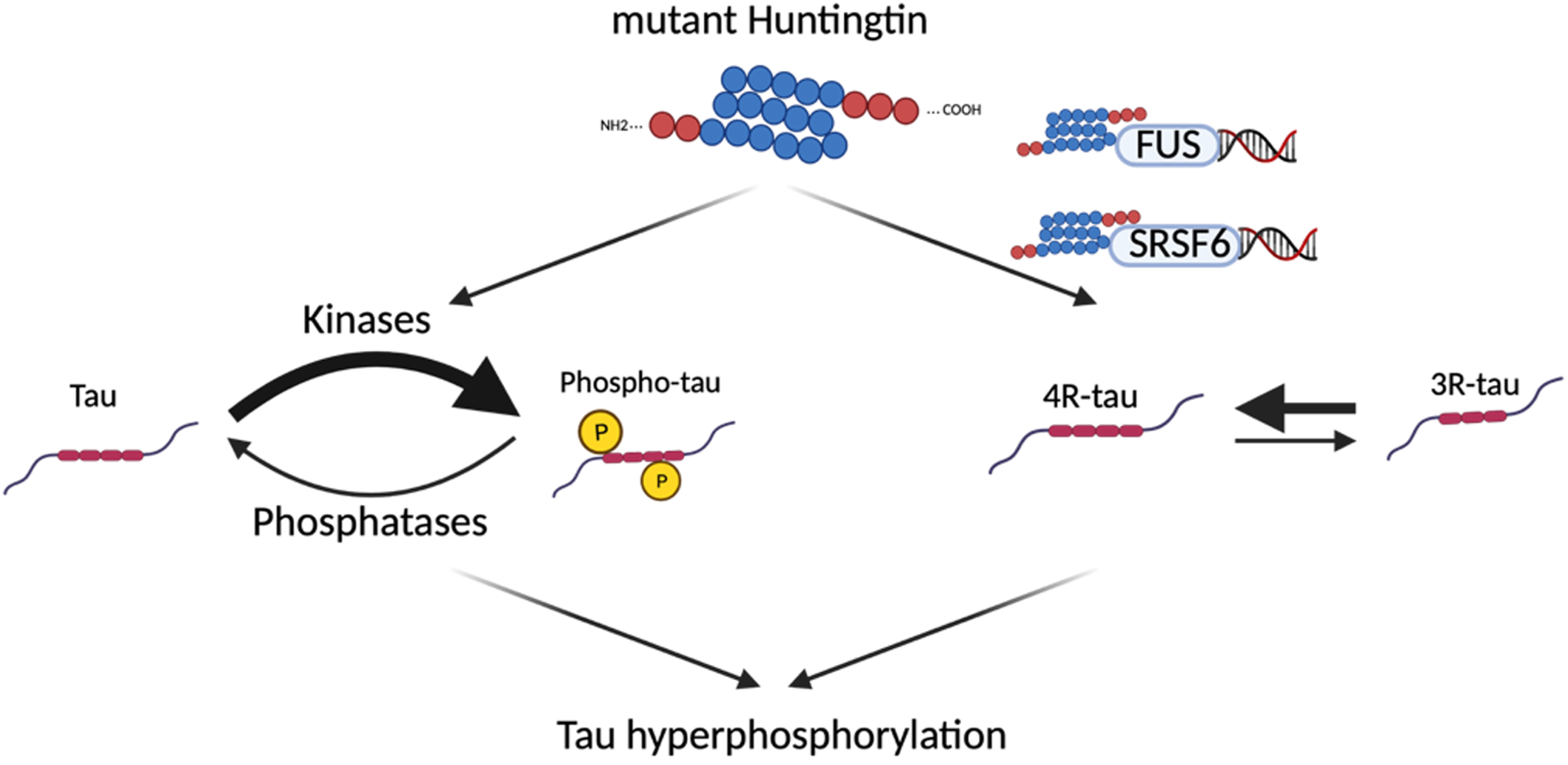 Potential mechanisms leading to tau hyperphosphorylation in Huntington’s disease. Since mutant huntingtin does not directly interact with tau, several hypotheses have been explored to explain the tau hyperphosphorylation seen in HD, including an interaction between the mutant huntingtin and tau kinases/phosphatases, and an interaction between mutant huntingtin and proteins involved in tau alternative splicing (FUS, SRSF6).