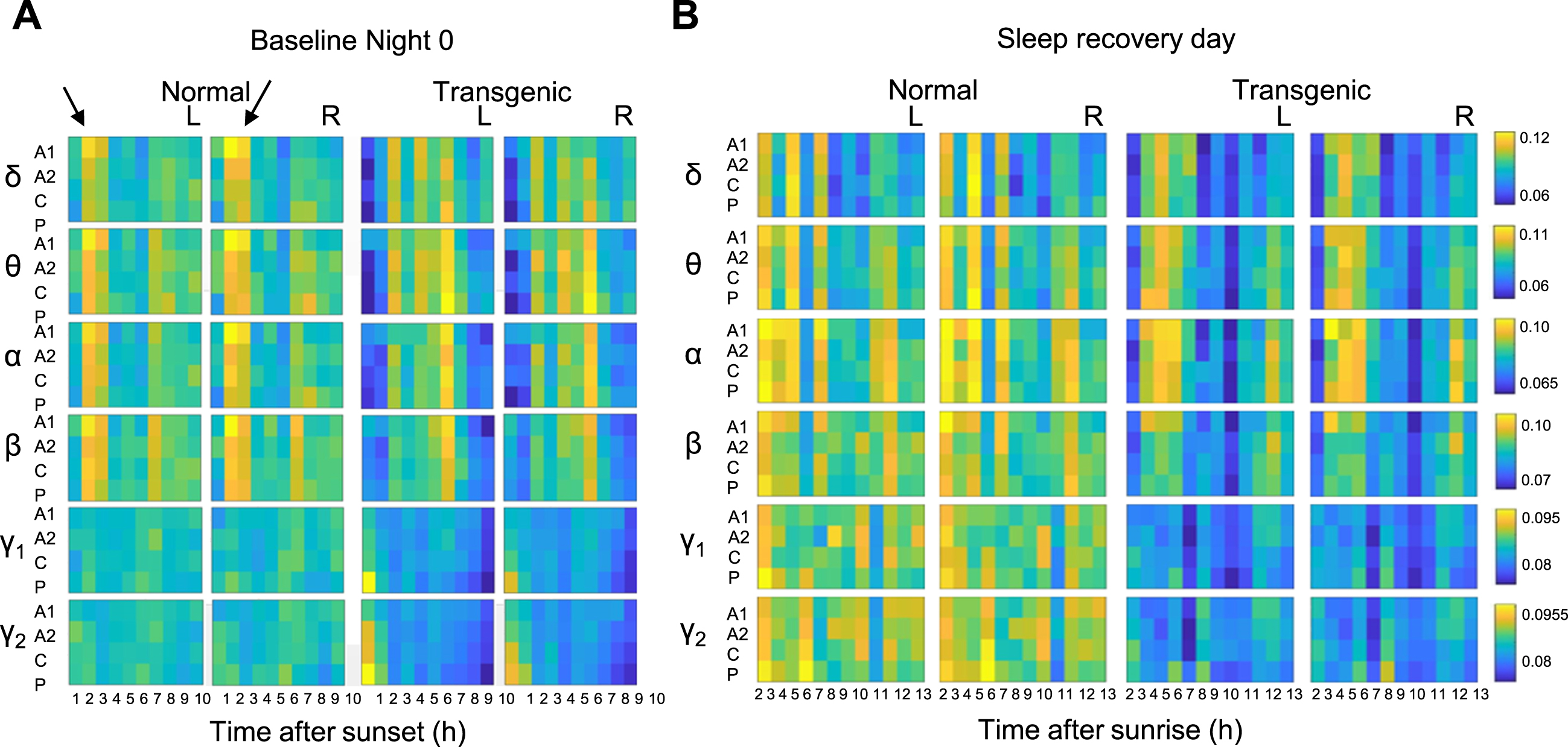 EEG powers during non-rapid eye movement sleep are different in transgenic and normal sheep under baseline conditions and after sleep deprivation. Heatmaps show the relative distribution of EEG powers in different frequency ranges denoted by Greek letters (δ, delta [0.5–4 Hz]; θ, theta [4–9 Hz]; α, alpha [9–14 Hz]; β, beta [14–35 Hz]; γ1, low-gamma [35–55 Hz]; γ2, high-gamma [55–120 Hz]) during an undisturbed light-off (Baseline Night 0; A) and on the day following a night of sleep deprivation (B) in transgenic and normal sheep. The arrows on A point to the period when the distribution of EEG powers show striking difference between normal and transgenic sheep at night. Color scales in each frequency range show the mean normalized EEG power values (per channel, per hour). For full results and experimental details see [63]. L and R = left or right hemisphere respectively. This figure is an adapted version of Figs. 5 and 7 in Vas et al. [63].