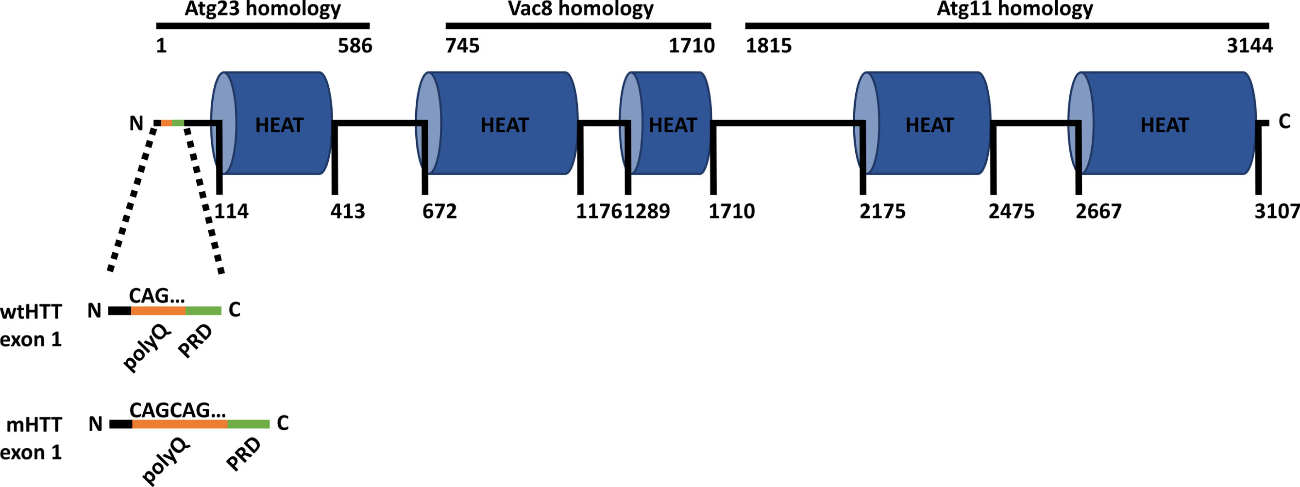 Huntingtin structure. Schematic of the huntingtin protein (HTT) structure, highlighting exon 1 in both wild-type HTT (wtHTT) and mutant HTT (mHTT). The polyglutamine (polyQ) stretch in orange, comprised of CAG triplet repeats, distinguishes mHTT with its expanded polyQ region from wtHTT. The proline-rich domain (PRD) is in green. HTT shares similarities with yeast proteins Atg23, Vac8, and Atg11. The N and C labels indicate the N- and C-terminus, respectively. Numbers indicate the amino acid length.