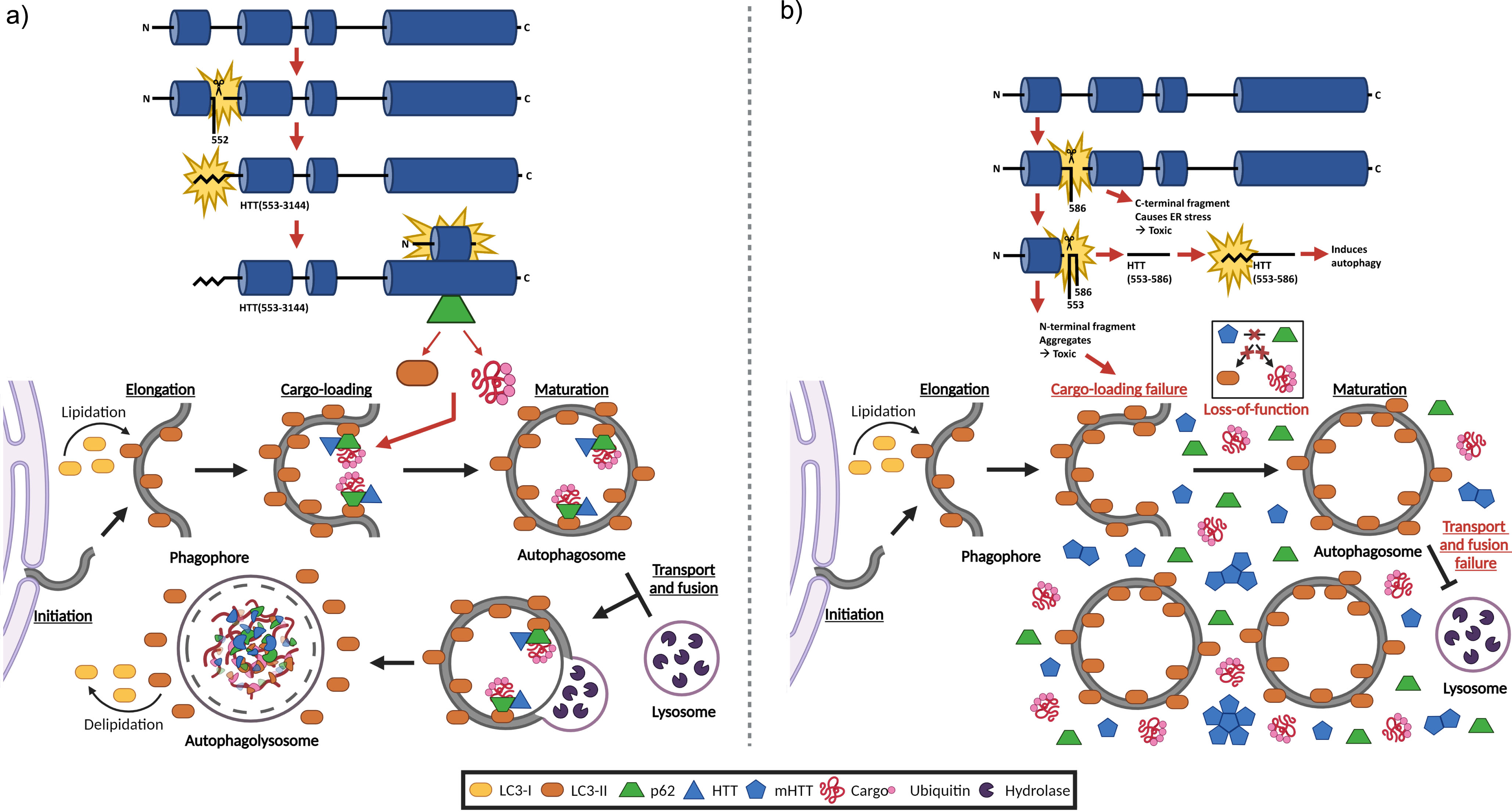 Healthy autophagy versus autophagic dysfunction in HD: Blocking proteolysis of mHTT at D586 restores autophagy. a) Schematic of the model for the protective pathway mediated by inhibition of proteolysis at D586. When mHTT proteolysis at D586 is blocked, proteolysis is redirected to D552, yielding a C-terminal fragment that is subsequently myristoylated at G553. This myristoylated C-terminal fragment interacts with the N-terminal fragment, forming a “full-length” HTT complex that restores autophagy by promoting autophagosome formation and ameliorating the delivery of p62-bound HTT complex to autophagosomes. Consequently, there is increased degradation of interacting HTT fragments through autophagy, resulting in fewer isolated HTT fragments that induce neuronal toxicity. b) Schematic of the model for the disruptive pathway mediated by proteolysis at D586. In HD, full-length mHTT is cleaved at D586, yielding a C-terminal fragment that induces endoplasmic reticulum stress, leading to neuronal toxicity. Further proteolysis at D552 results in an N-terminal fragment that is prone to aggregation, disrupting the autophagic process and contributing to neuronal toxicity. The HTT553 - 586 fragment is then myristoylated at G553, producing a myristoylated fragment that induces autophagy. In HD, autophagy is perturbed at various stages, including dysfunctional cargo-loading, autophagosome transport, and autophagosome-lysosome fusion, resulting in an accumulation of proteins, particularly of mHTT, and empty autophagosomes in the cytoplasm. Figure created with Biorender.