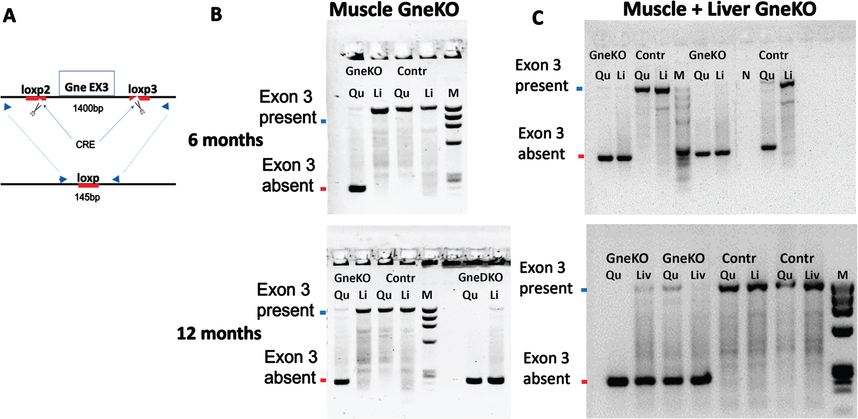 Validation of GneKO status with time. A. Schematic representation of the PCR assay to assess GneKO status; blue arrows illustrate the primers location before and after excision of exon3 by Cre. B, C: PCR assessment of Gne exon3 KO in tissues of muscle specific GneKO (B) and muscle+liver Gne double KO (C), and controls (Cont) mice at 6 months and at 12 months after GneKO was effective. Qu, quadriceps; Li, liver;M, size marker. GneDKO, Gne double tissue KO.